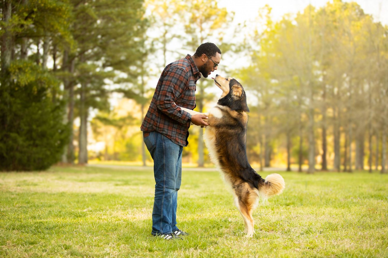 Australian shepherd dog jumps up to play with someone in a sunny autumn park setting.