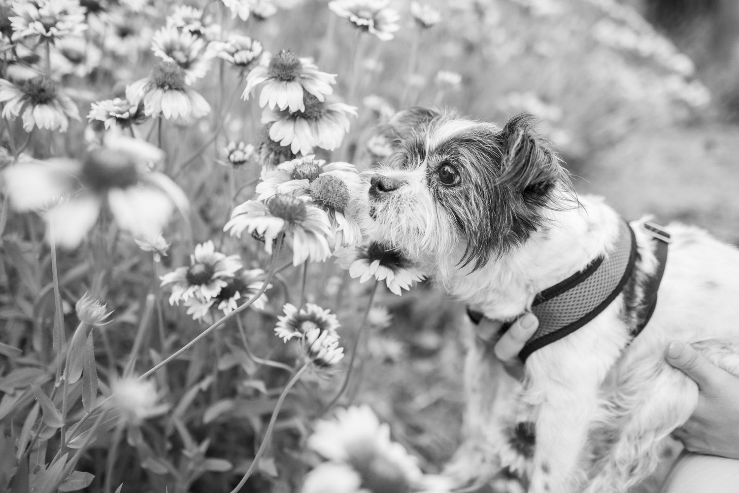 A dog walks through a blooming garden of daisies and white flowers, sniffing at the blossoms in the sunlight.