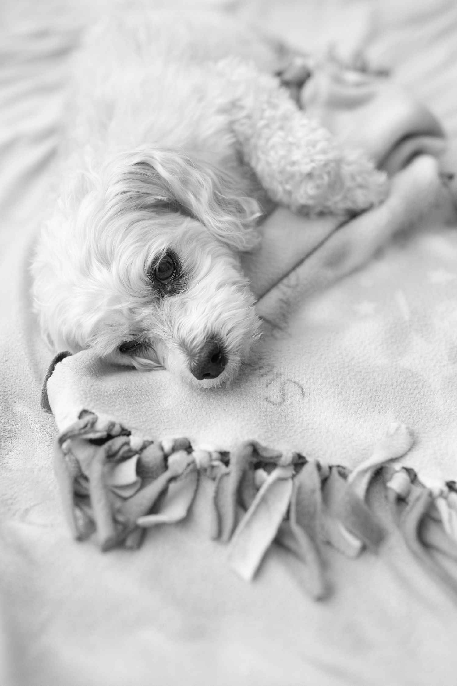 Fluffy white puppy resting on a fringed blanket with a stuffed animal in black and white photo.