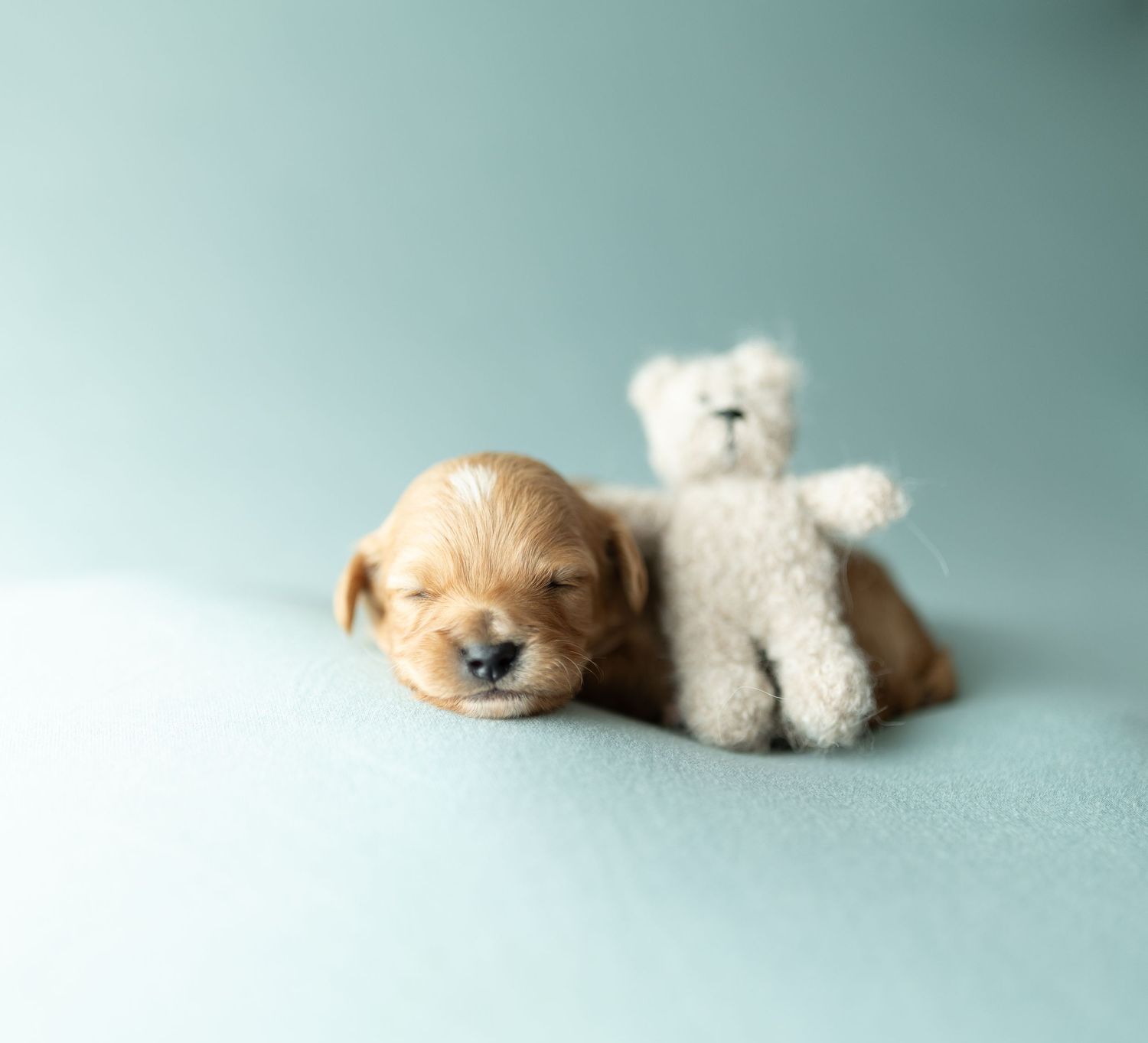 Tiny sleeping puppy lies next to small white teddy bear on light blue background.