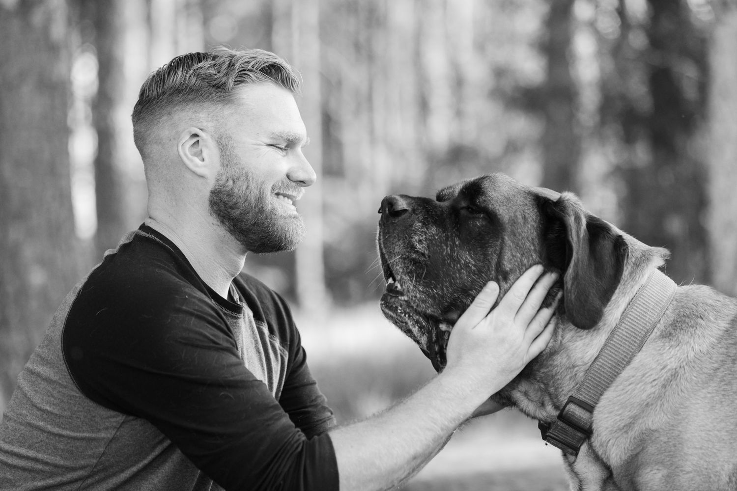 A person in a black t-shirt lovingly pets a large English Mastiff dog in a forested setting.