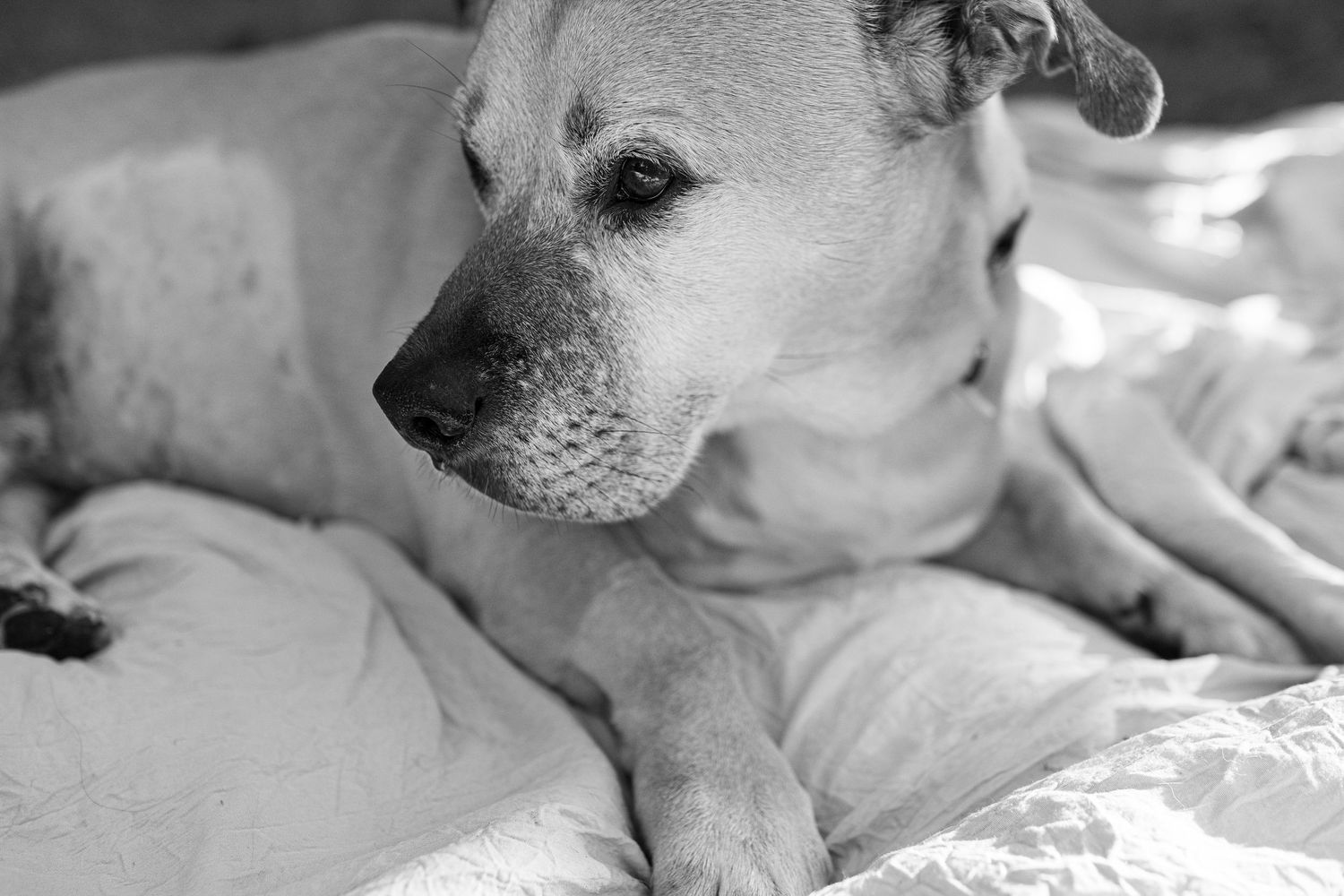Black and white close-up photos of a Chihuahua dog's face showing different angles and expressions.