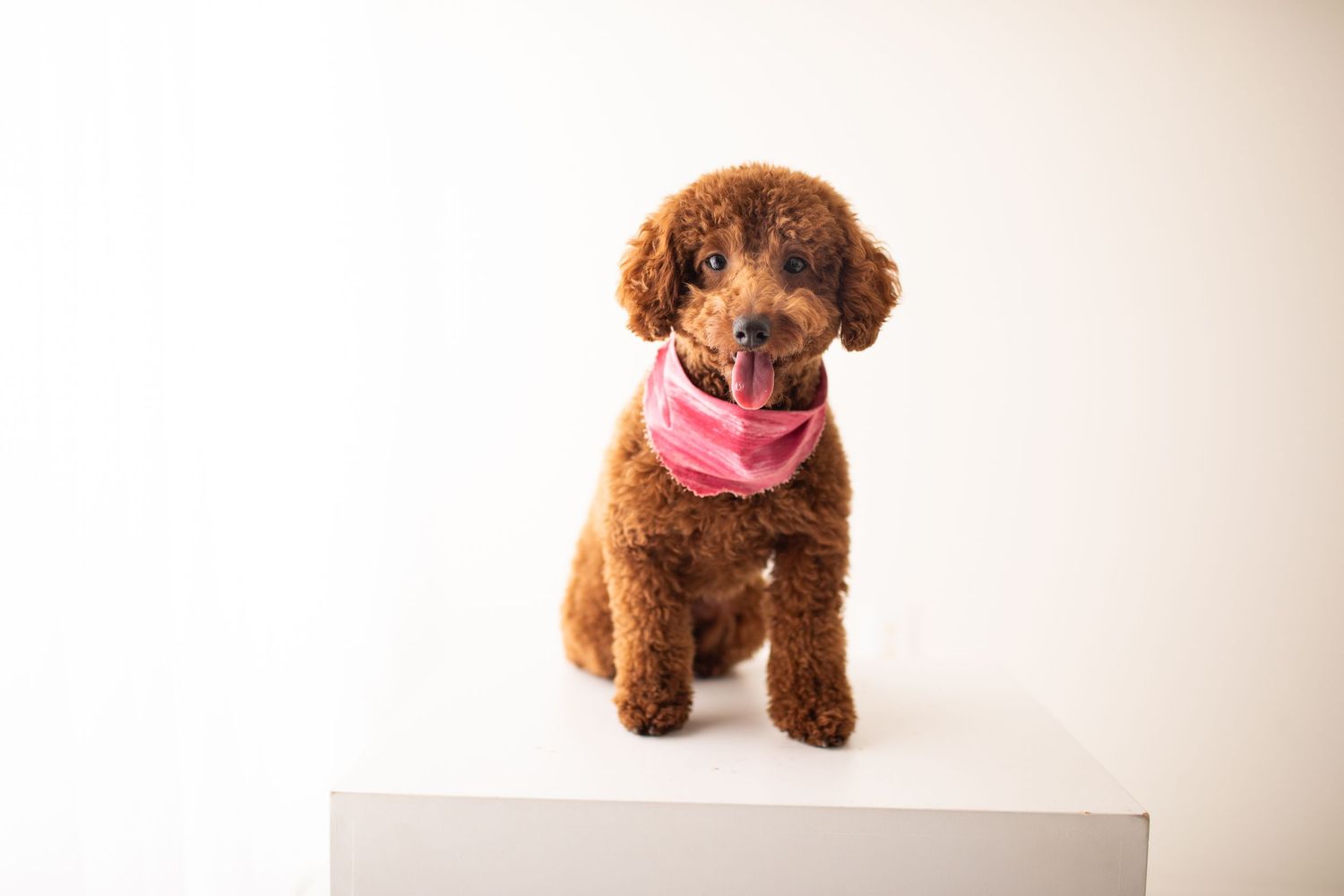 Adorable brown toy poodle puppy wearing a pink bandana sits on white pedestal against neutral background.