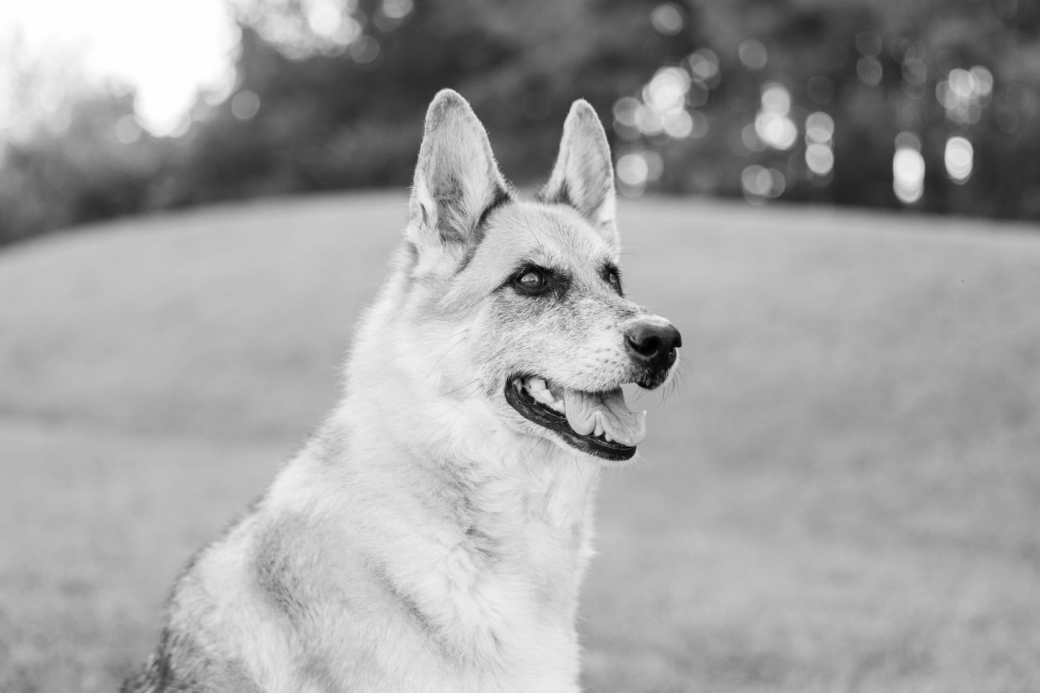 A black and white portrait of an alert Husky dog with perked ears looking off to the side in an outdoor setting.