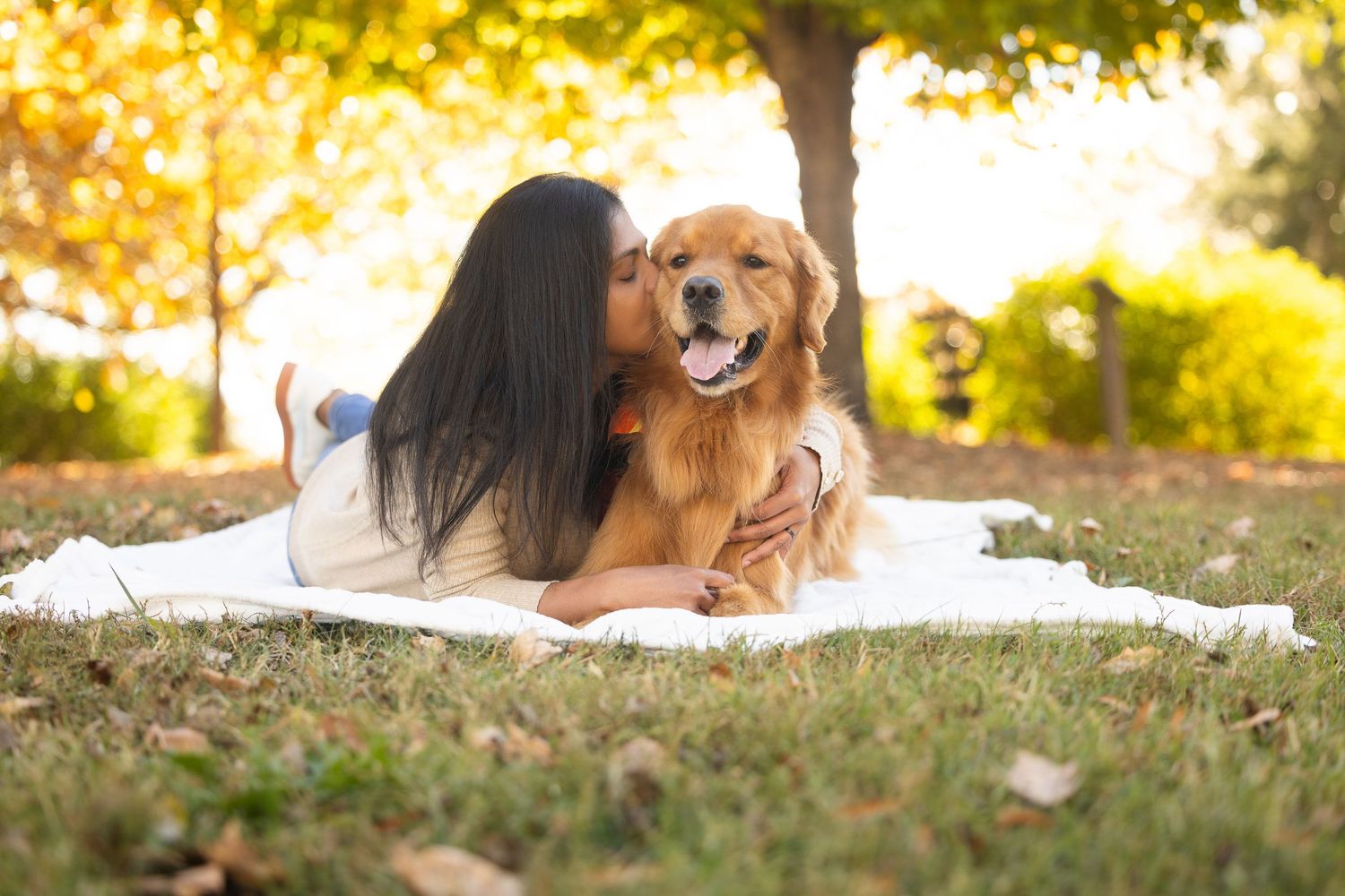 A golden retriever dog lies on grass during a golden sunset photo session with autumn leaves around.