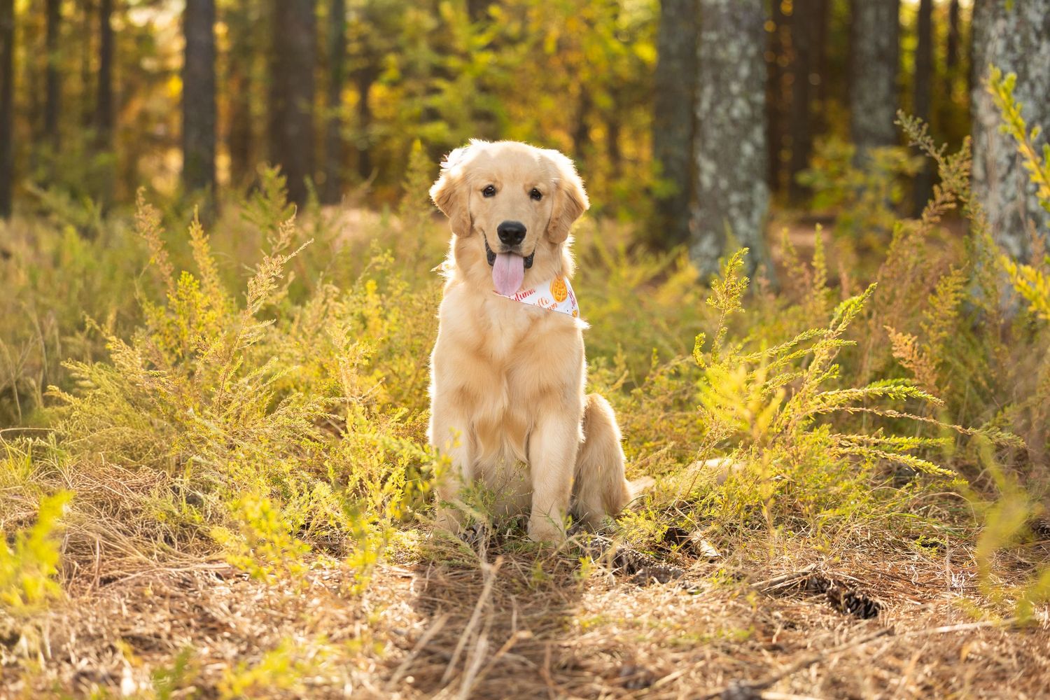 A golden retriever puppy sitting in a sunlit forest surrounded by yellow ferns and tall trees.