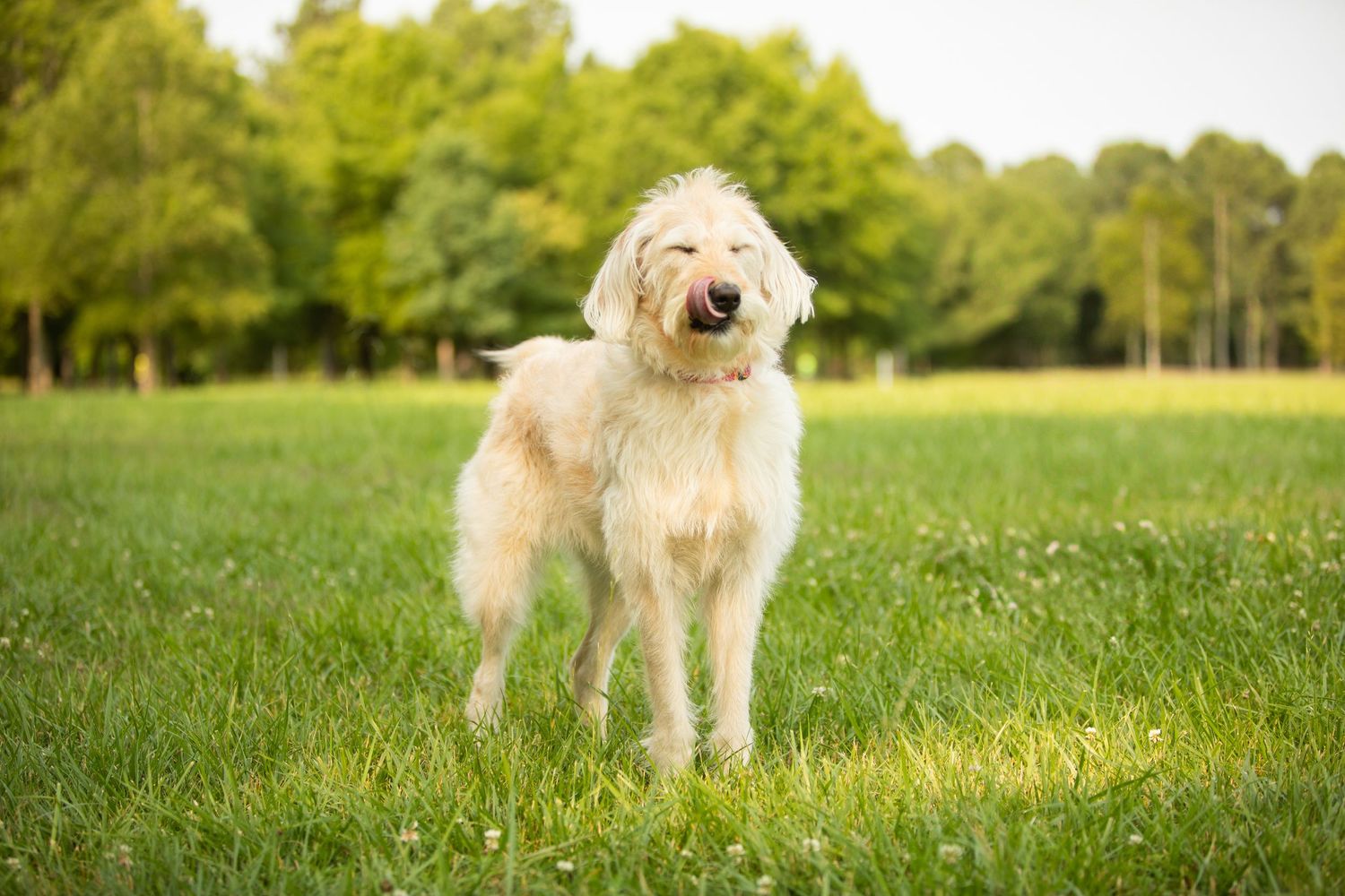 A fluffy white Goldendoodle dog stands alertly in a sunny green field with trees in the background.