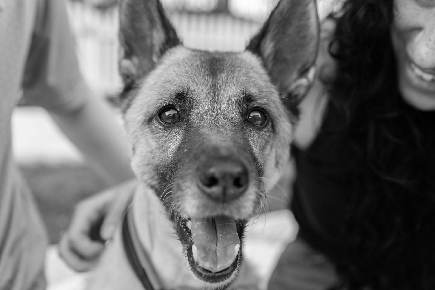 Close-up black and white photo of a happy German Shepherd dog with mouth open, surrounded by people outdoors.