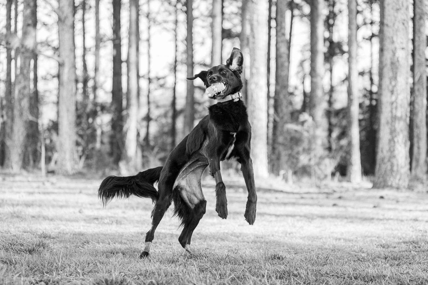 A series of black and white photographs showing a dog running and jumping through a forest landscape in sequence.