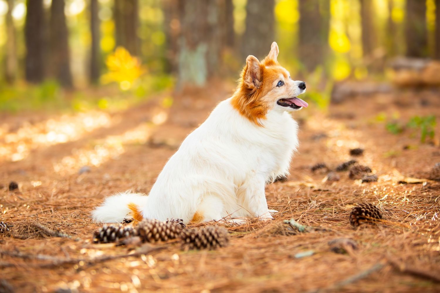 White and tan Spitz dog sitting attentively on forest trail with pine cones scattered around in autumn sunlight.