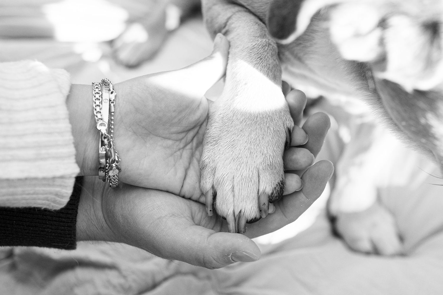 A dog's paw gently rests in a person's hand wearing a silver bracelet in black and white.