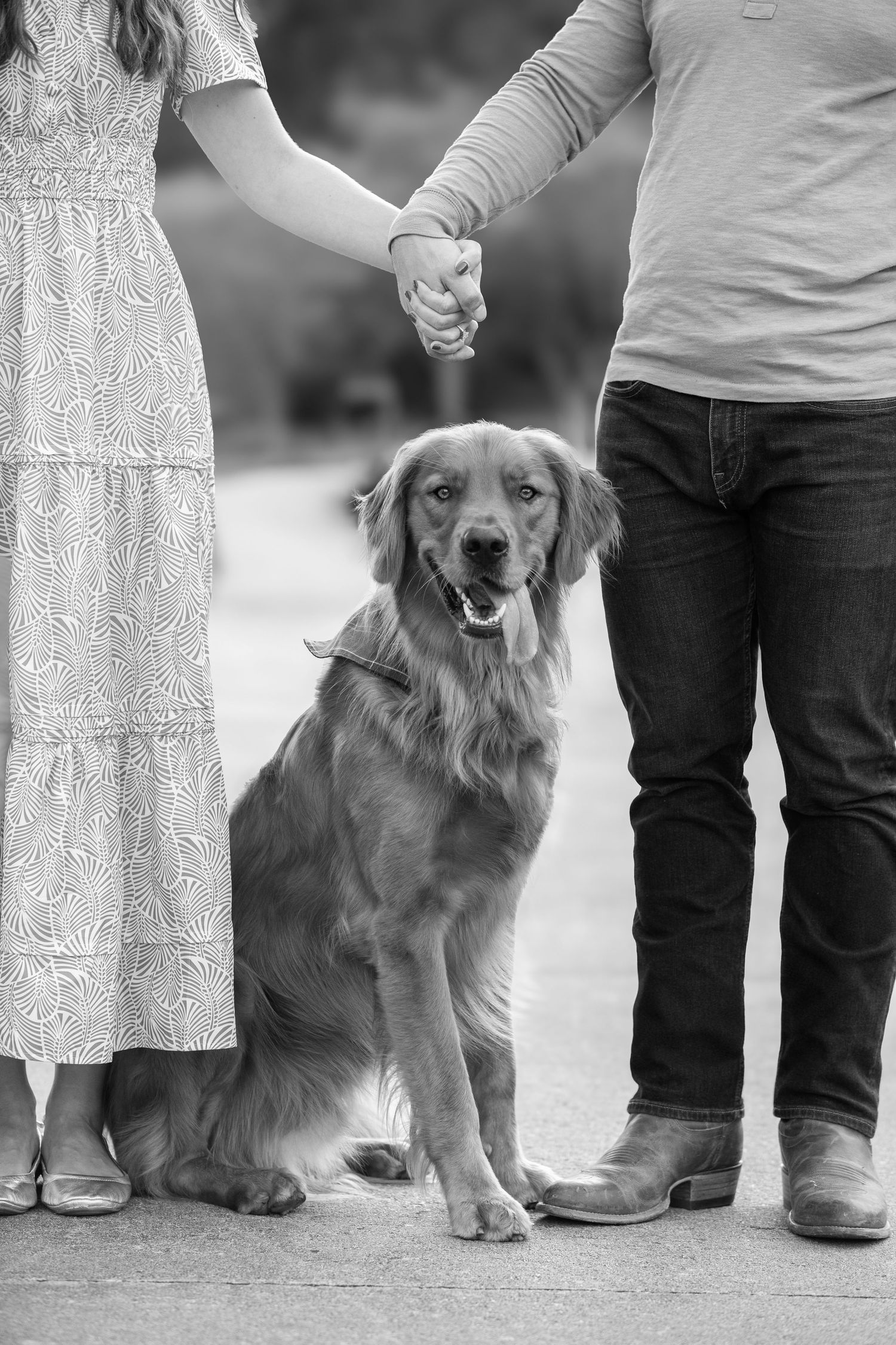 Black and white photo of a happy Golden Retriever sitting between couple holding hands in white dress and jeans.