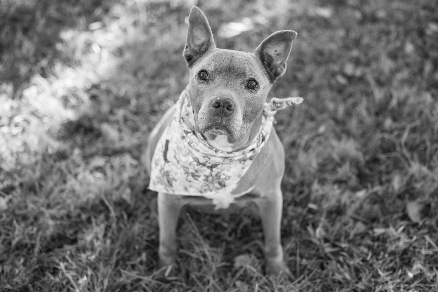 A black and white portrait of a pit bull terrier wearing a bandana while standing in grass.