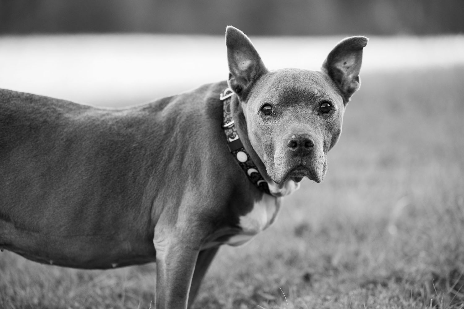 Black and white portrait of a pit bull wearing a studded collar looking intently at the camera in an outdoor setting.