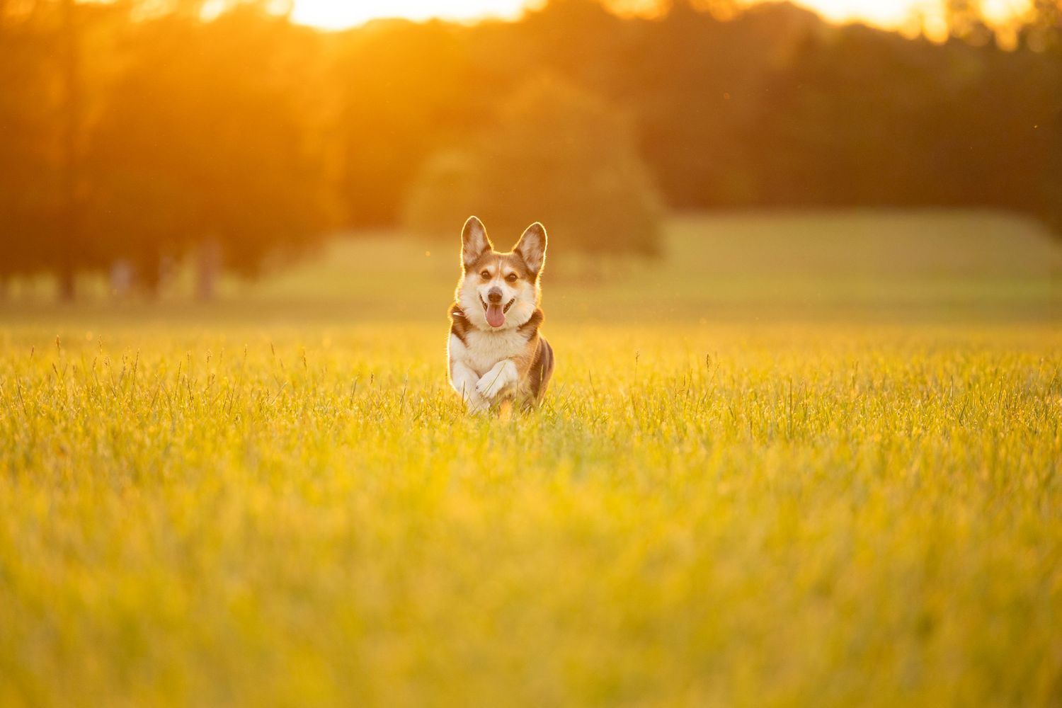 A happy Corgi dog runs through a lush green field bathed in warm golden sunset light.