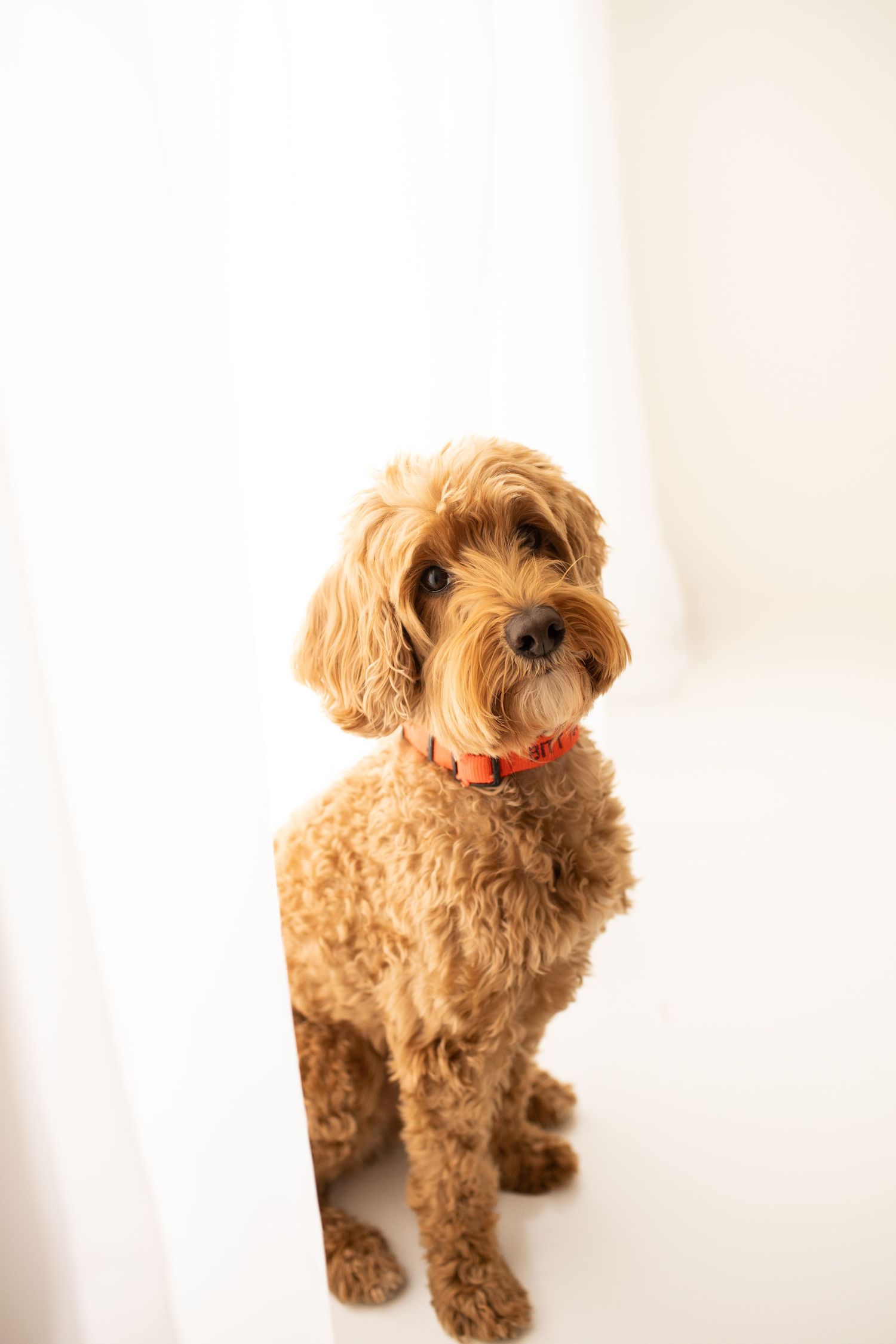 Goldendoodle dog with fluffy caramel-colored fur wearing an orange collar stands against white background.