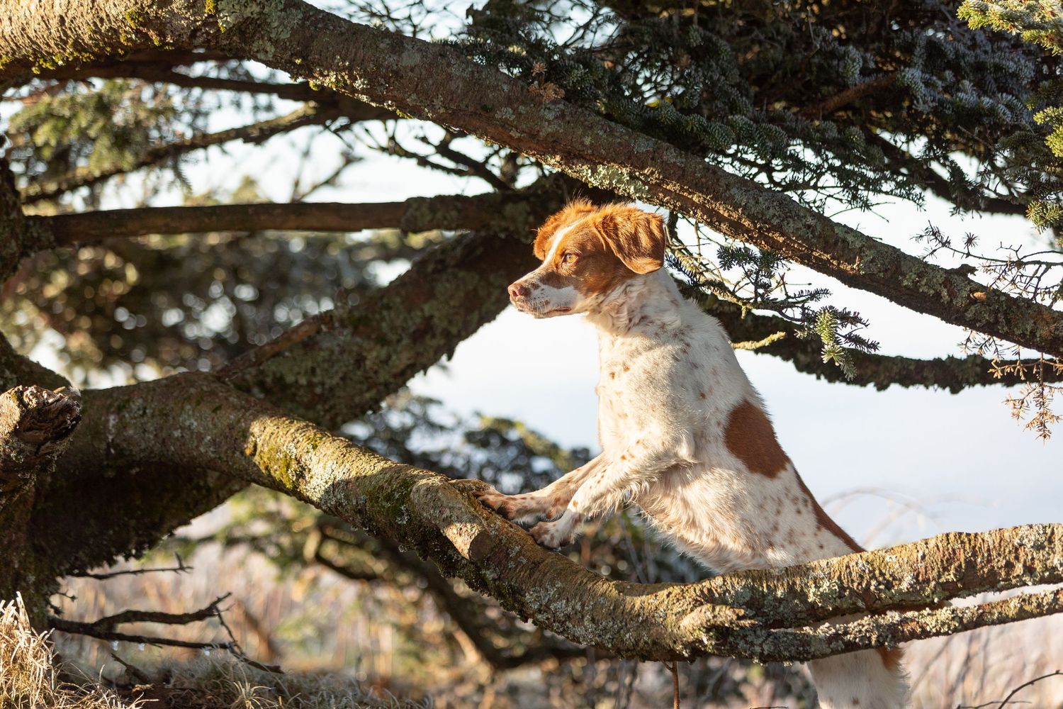 A brown and white Brittany Spaniel dog perched on a tree branch outdoors.