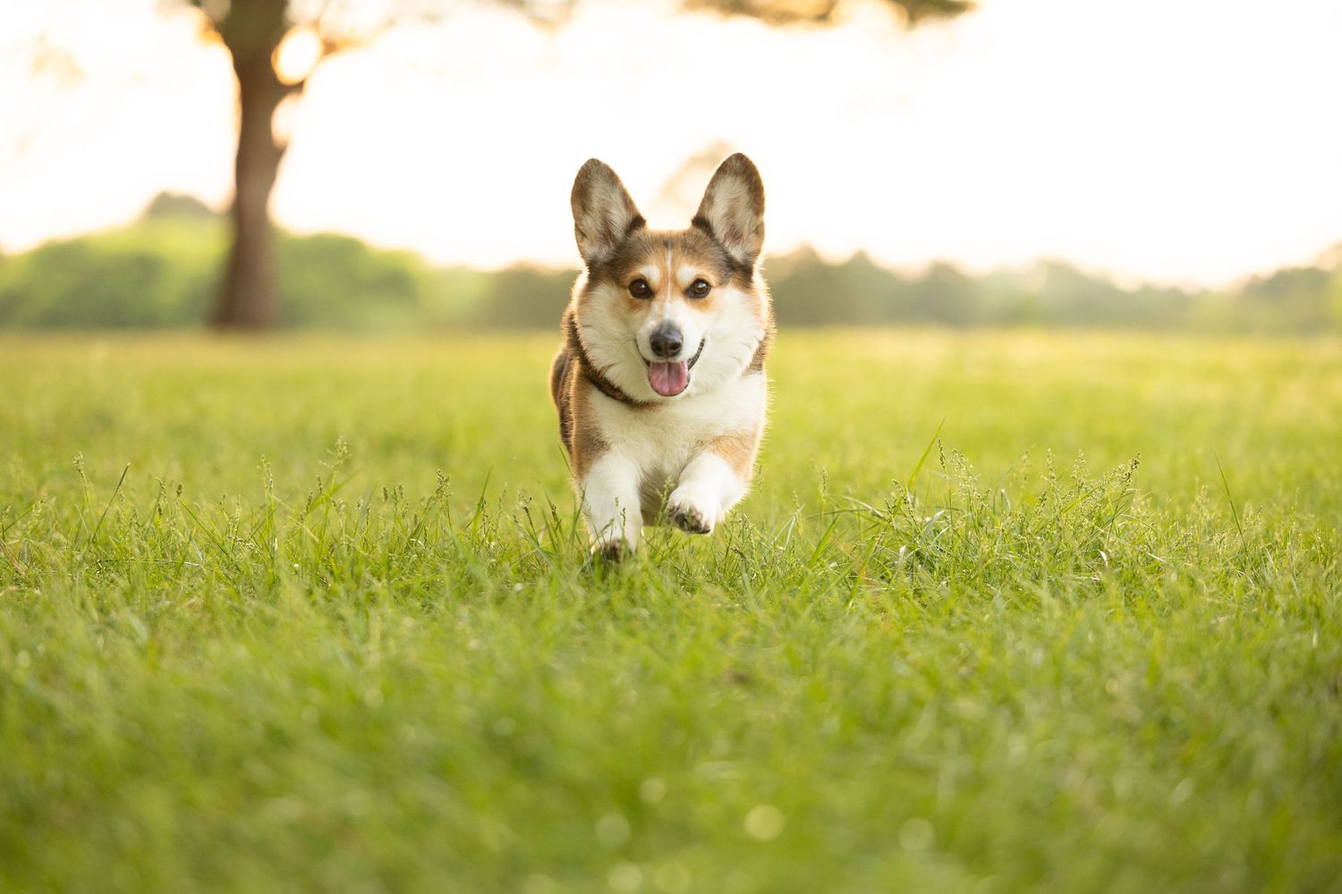 A happy Corgi dog running through lush green grass in a sunny park with tongue out.