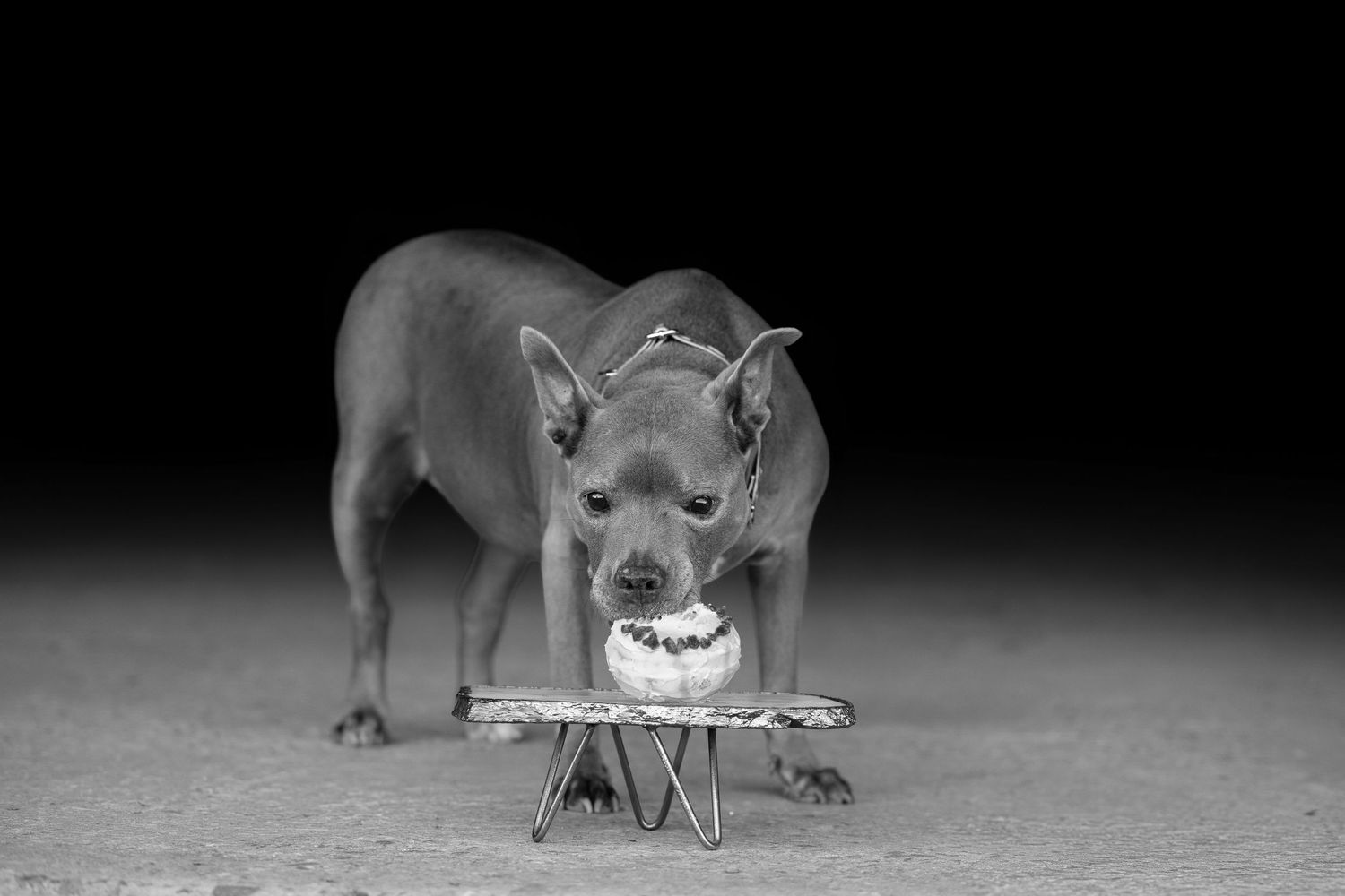 Black and white image of a pit bull with a ball or toy in its mouth against a dark background.