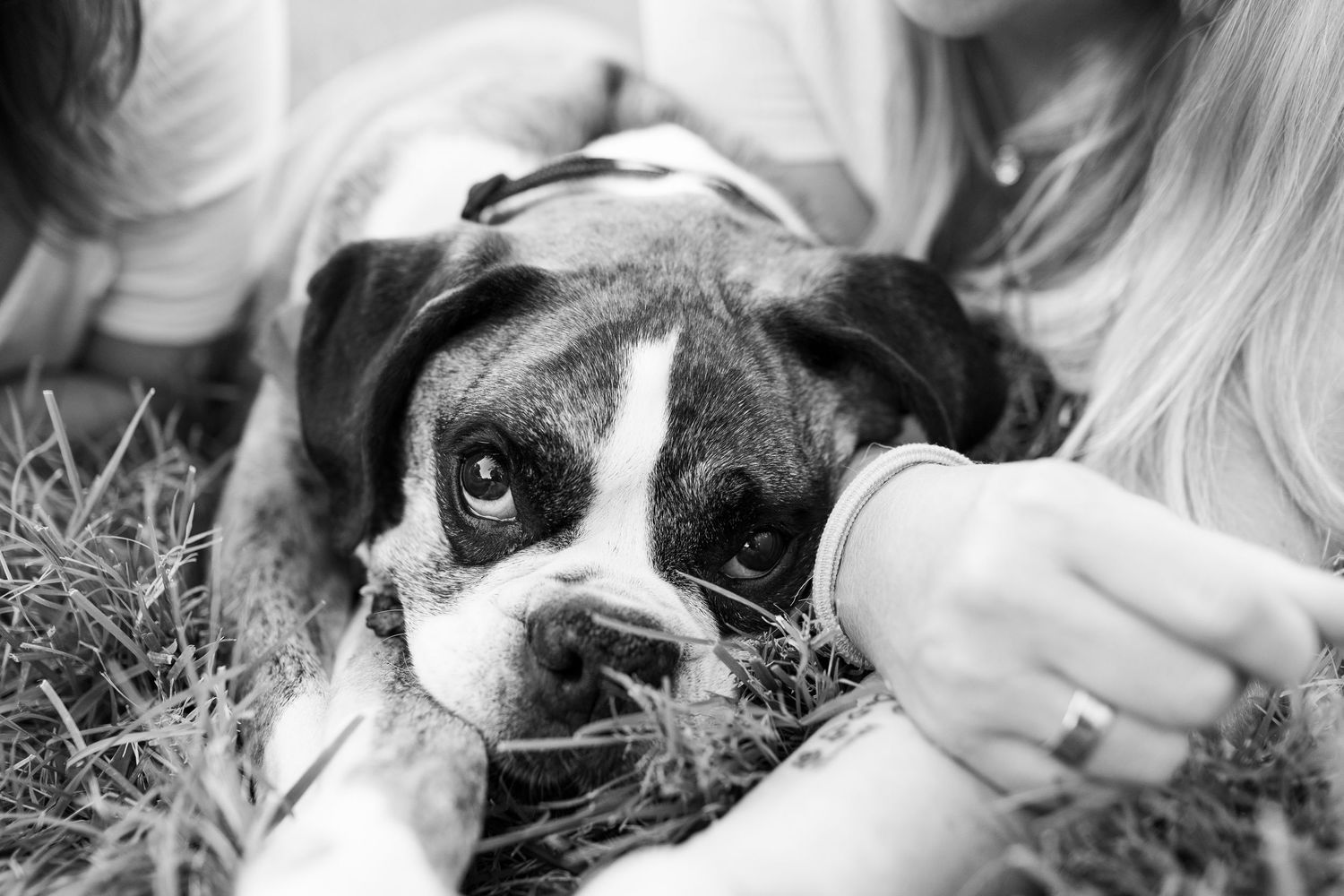 A close-up black and white portrait of a Bernese Mountain Dog with soft, expressive eyes and distinctive markings.