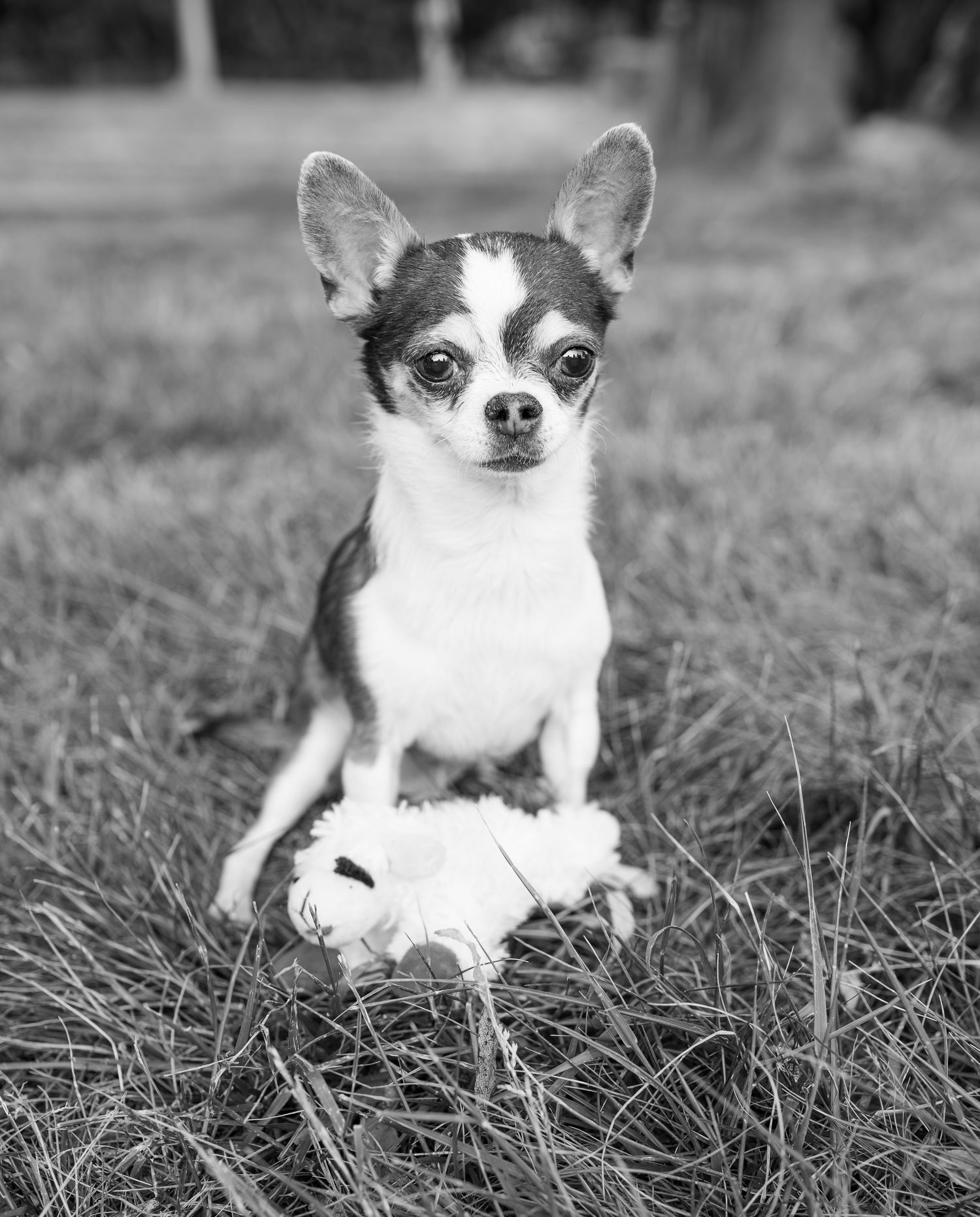 A small Chihuahua dog sits attentively in grass, captured in a classic black and white portrait photo.