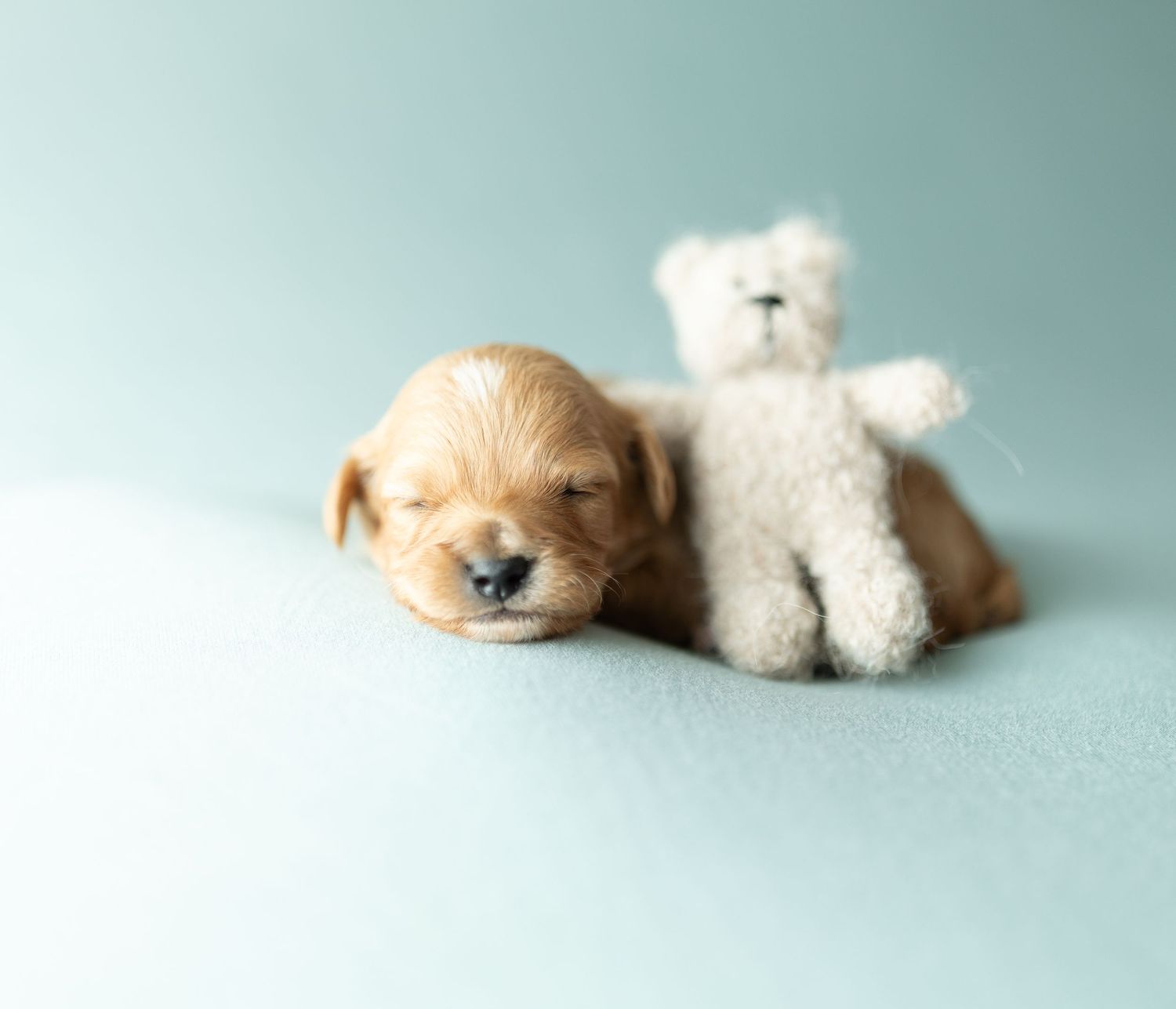 A sleeping golden retriever puppy lies next to a small white teddy bear on a light blue background.