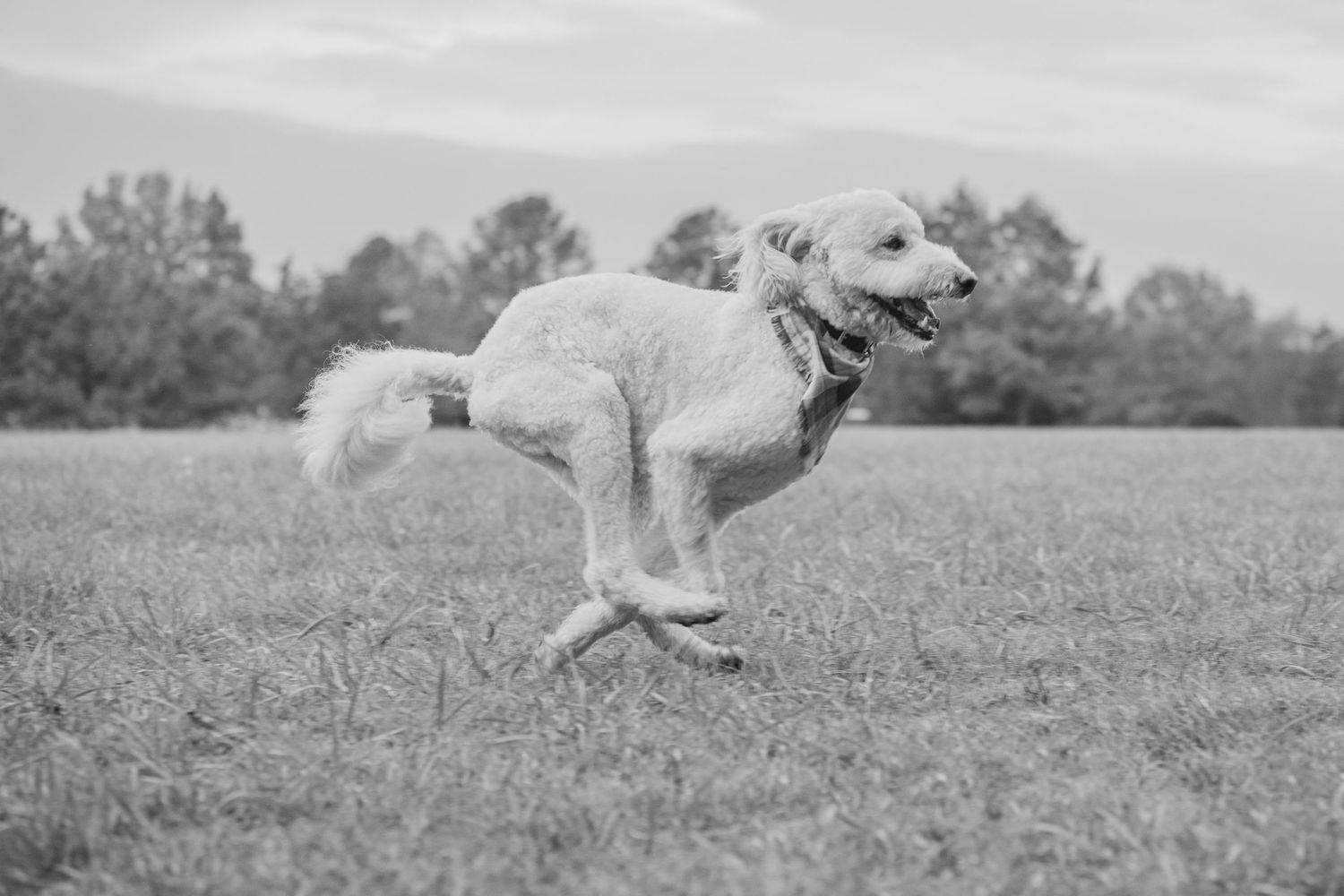 Black and white photograph of a white dog running and leaping through a grassy field with trees in background.