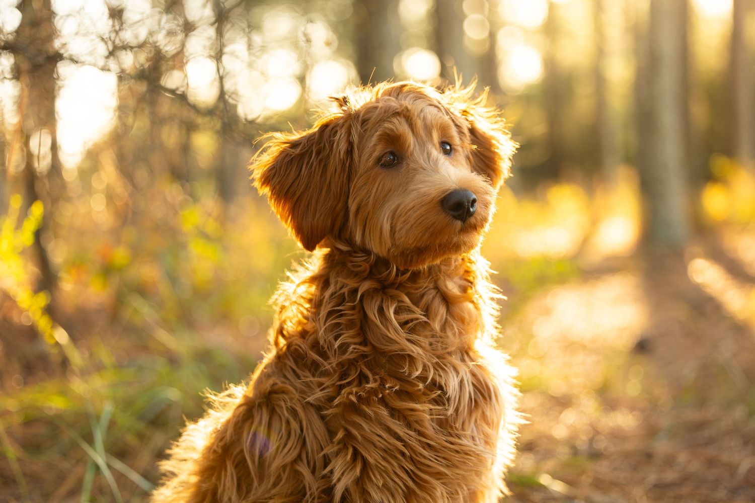 Golden retriever dog sitting in autumn forest with warm sunlight filtering through trees creating magical atmosphere.