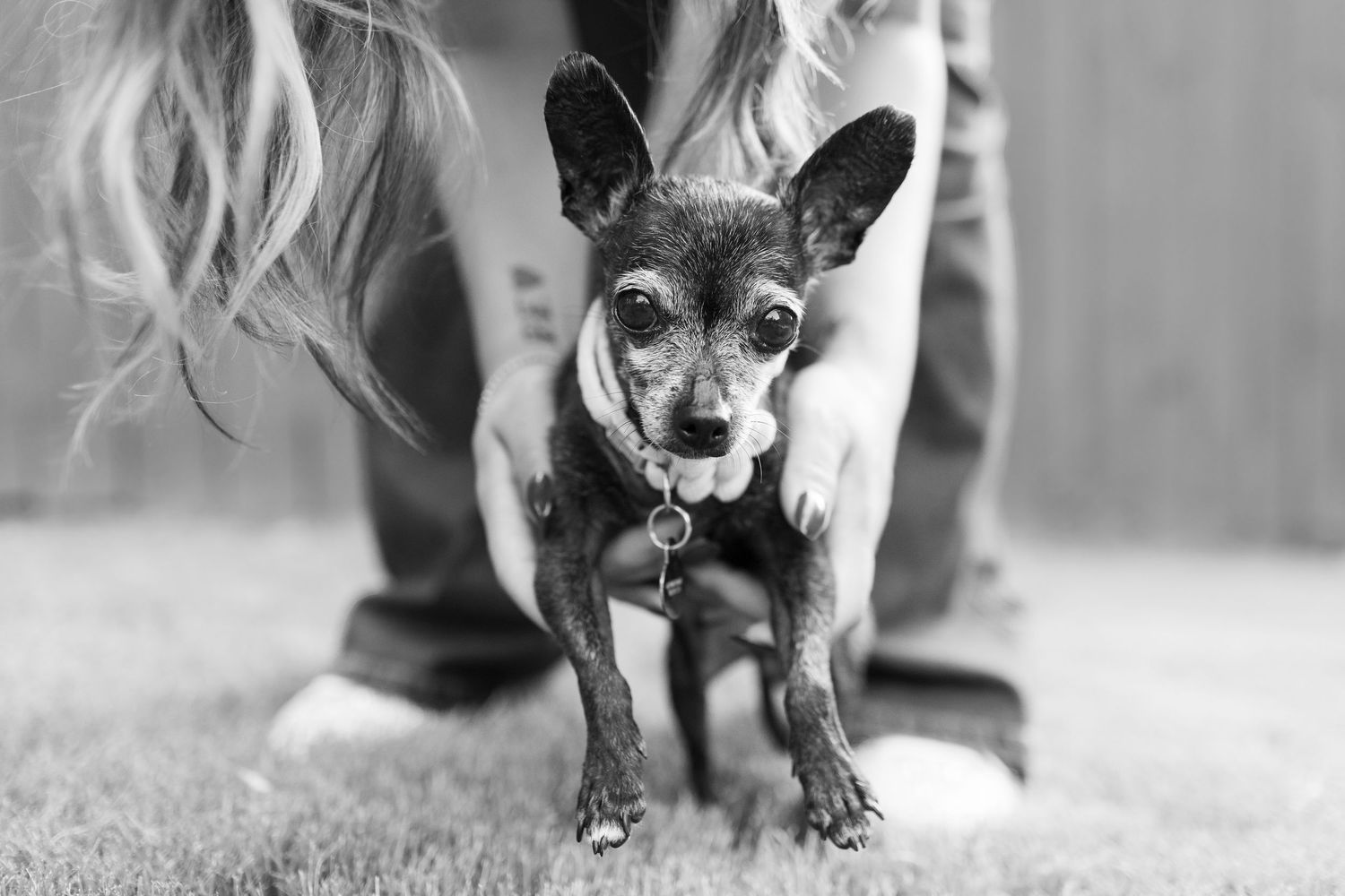 Small black Chihuahua on a leash standing between a person's legs in a black and white photo.