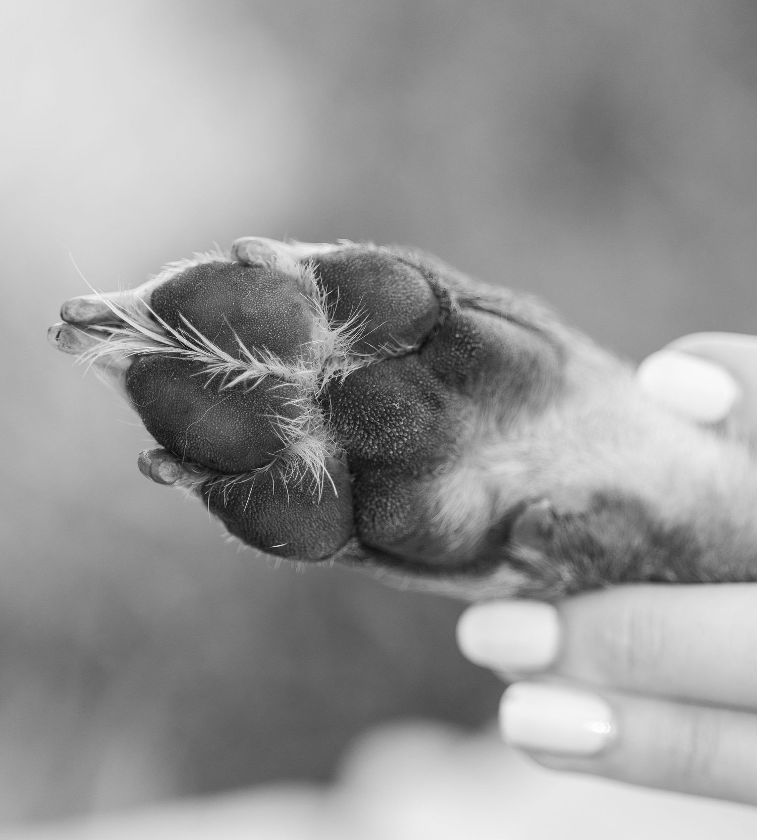 Black and white close-up of a human hand holding a dog paw with fluffy fur between the toes.