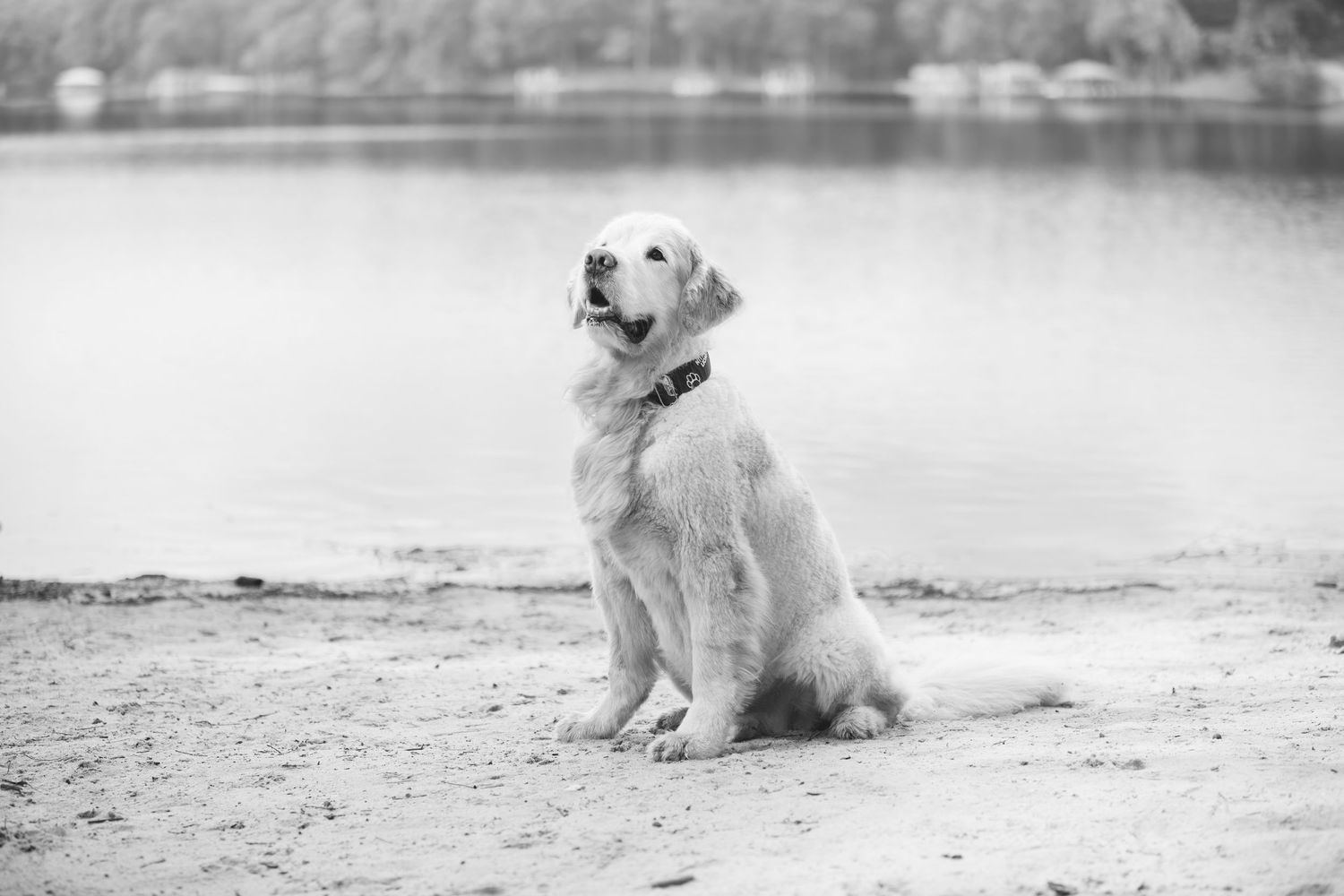 A Golden Retriever dog sits attentively on a sandy beach shore near a calm lake in black and white photography.