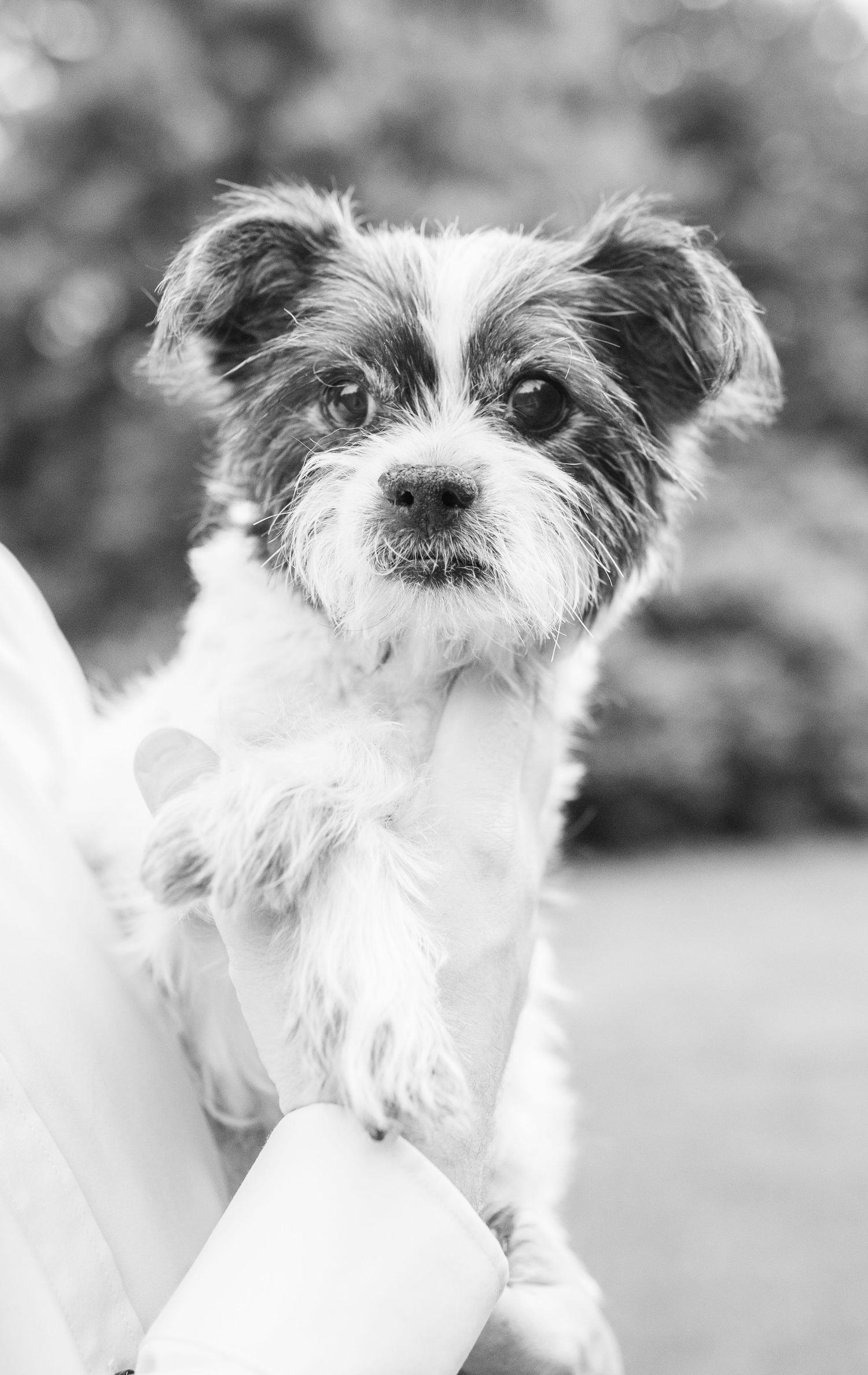 A small white Maltese dog with scruffy fur and a black nose looks away from the camera in black and white photograph.