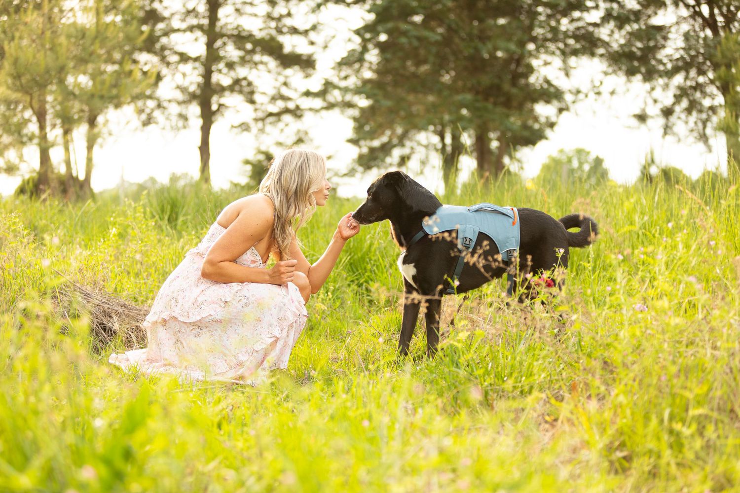 A black dog wearing a backpack stands in a sunny meadow with tall yellow wildflowers on a summer day.