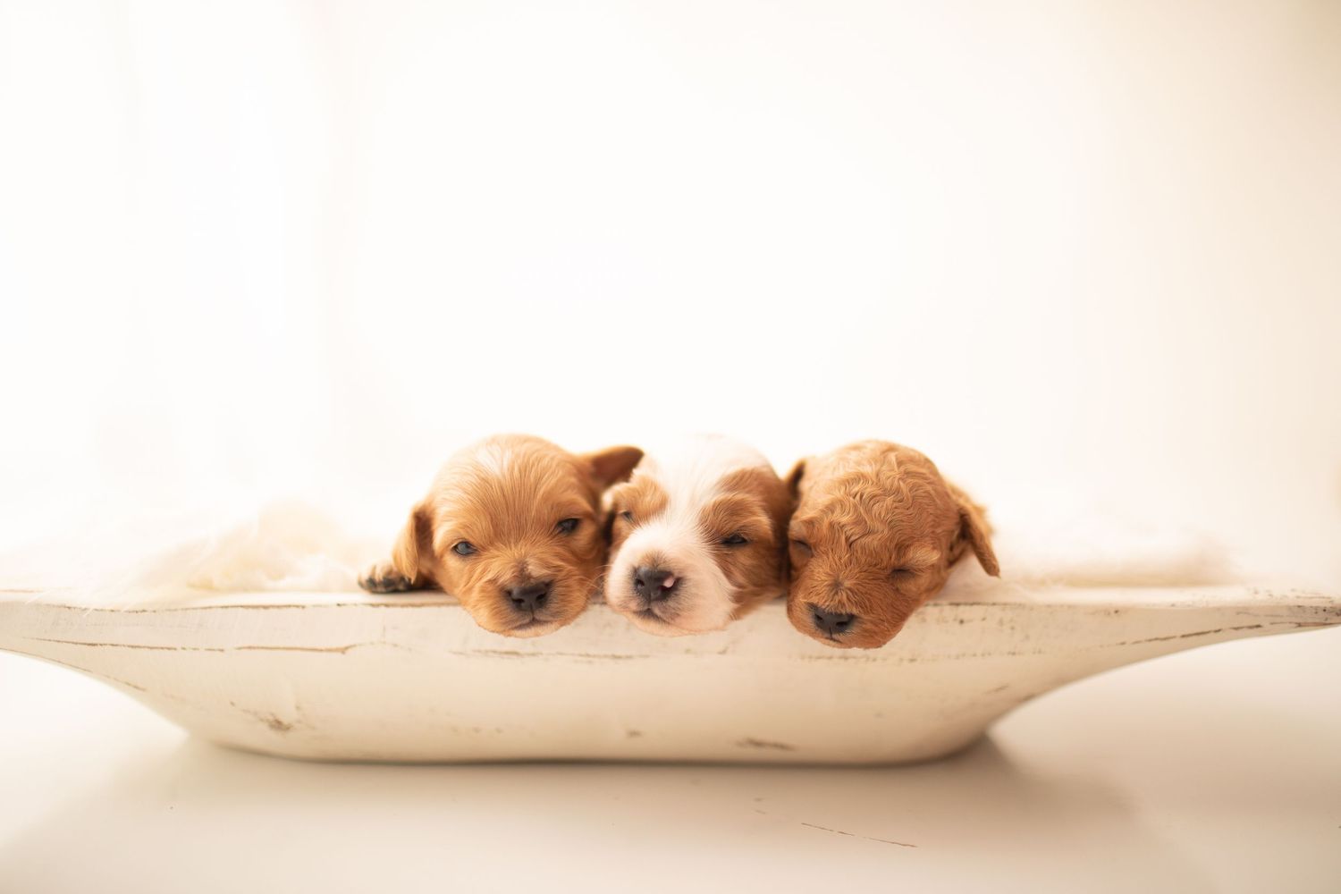 A tawny brown Cavalier King Charles Spaniel puppy lies comfortably sprawled on a white surface against a light background.