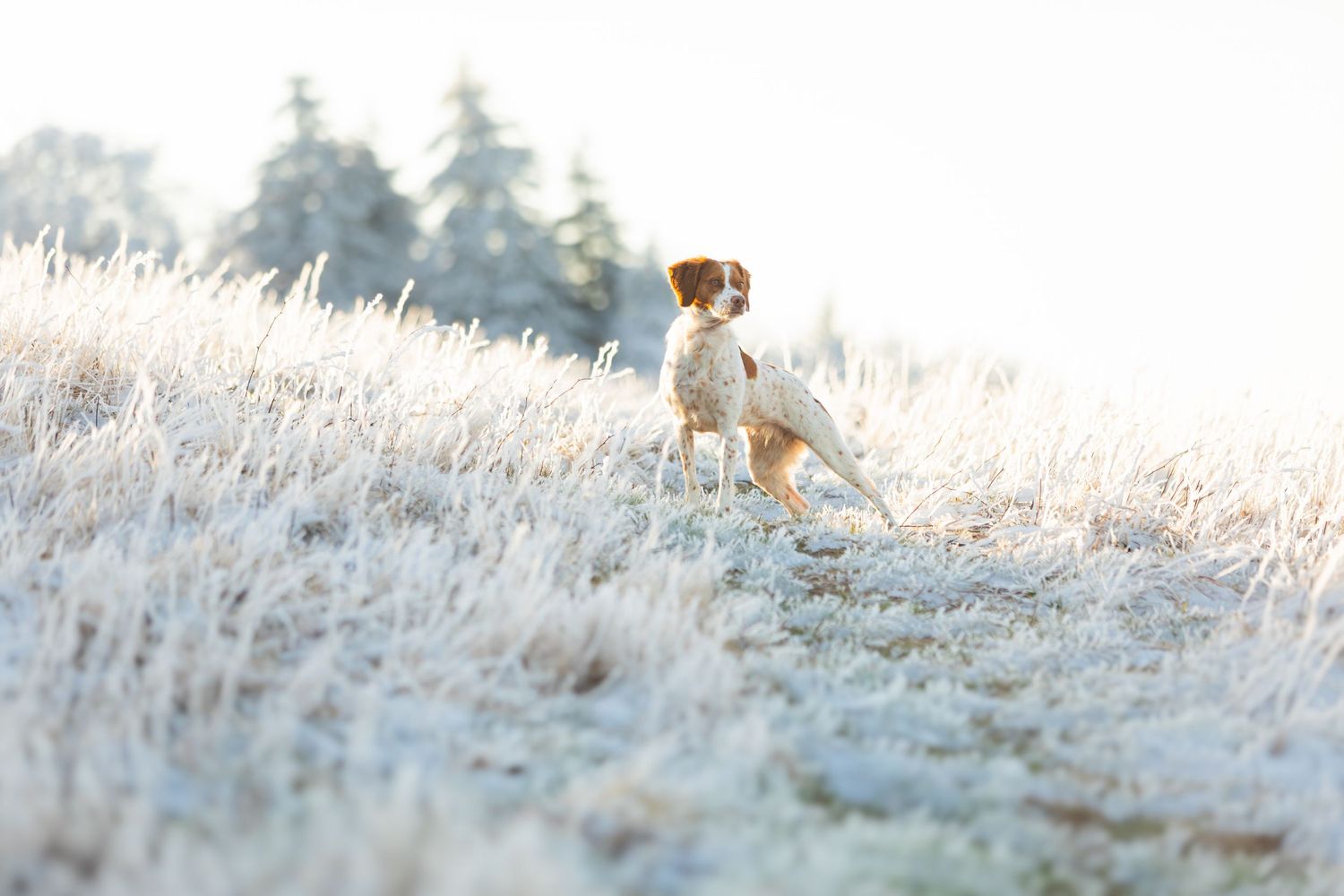 A Brittany spaniel dog sits alert in a frost-covered field with snow-dusted evergreen trees in the background.