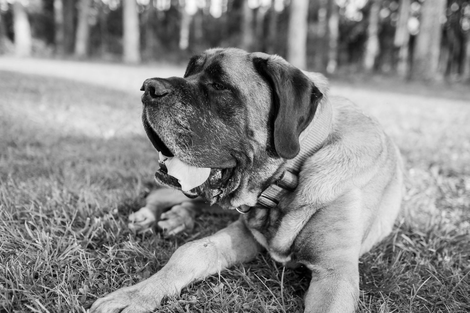 A black and white sequence of a dog contently lounging in grassy field with seven different poses and expressions.