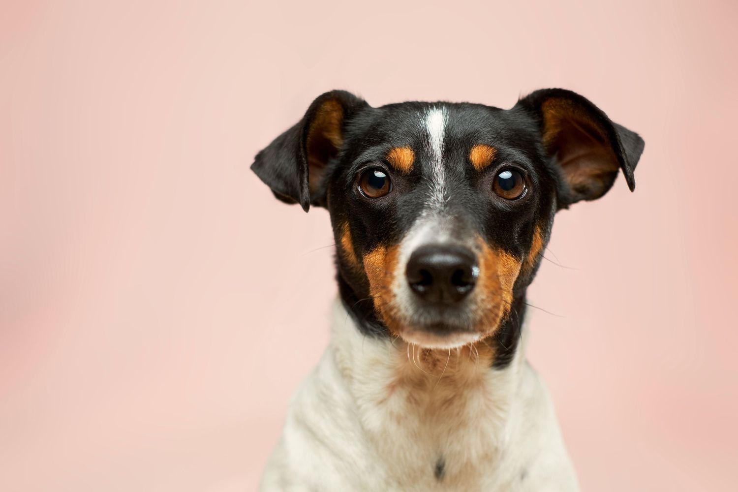 Cute Jack Russell Terrier dog with brown and white markings poses against a pink background.
