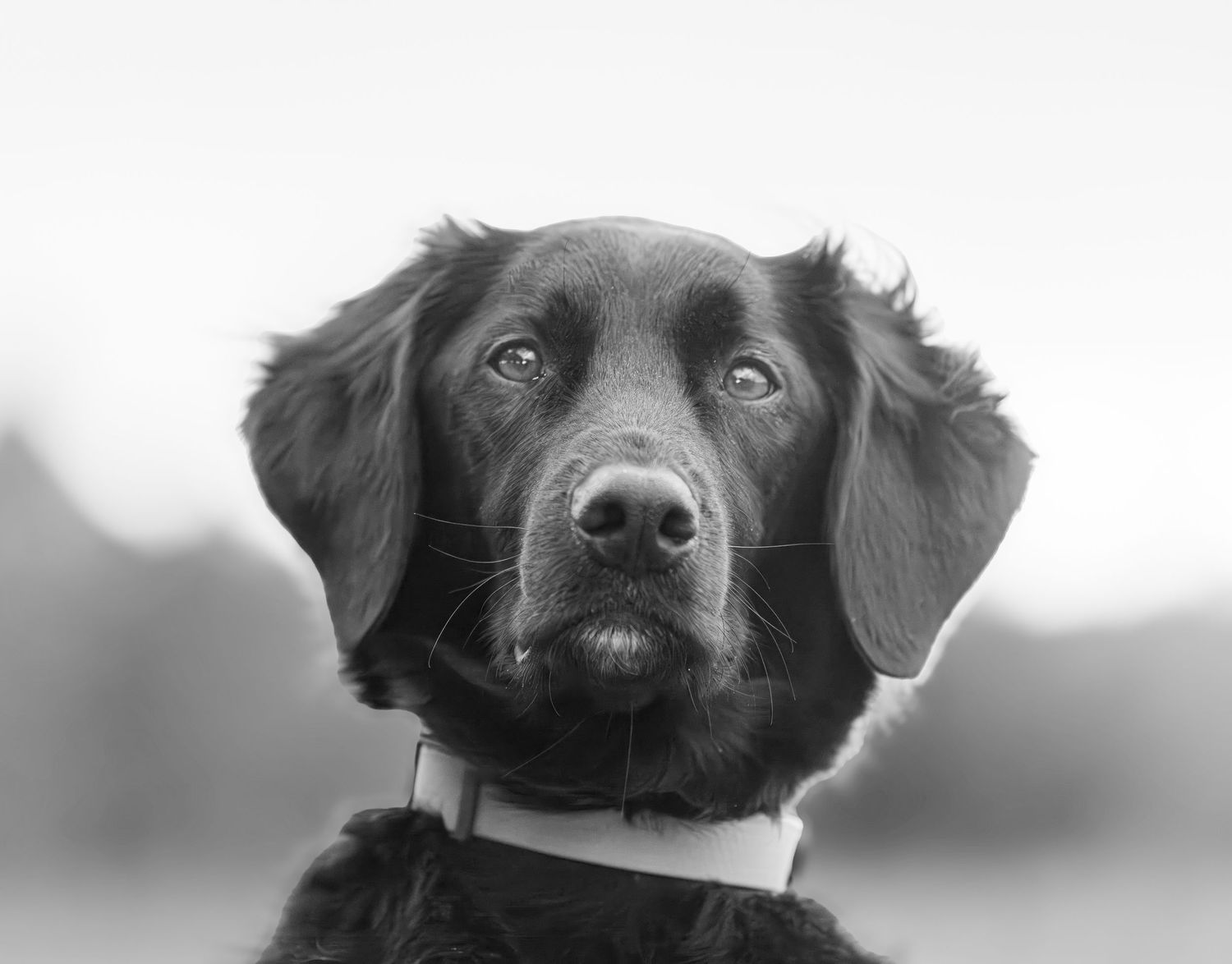 Close-up black and white portrait of a Black Labrador dog with a collar looking directly at the camera.