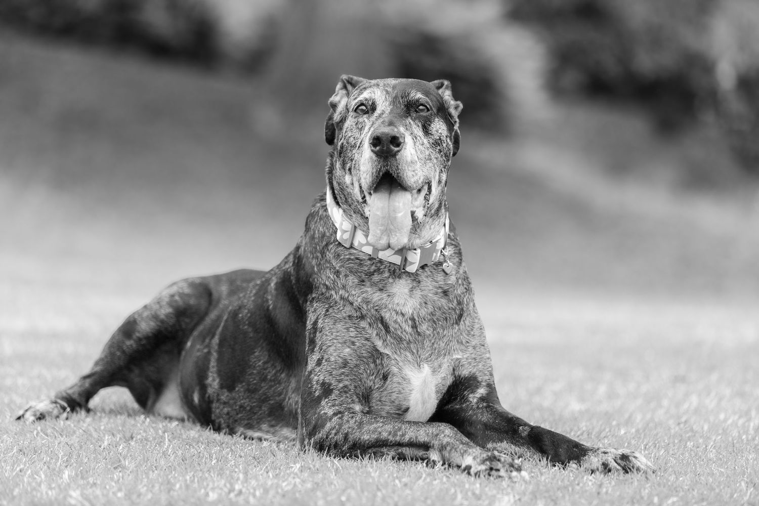 Black and white collection of pit bull portraits showing dogs in relaxed poses and natural settings outdoors.