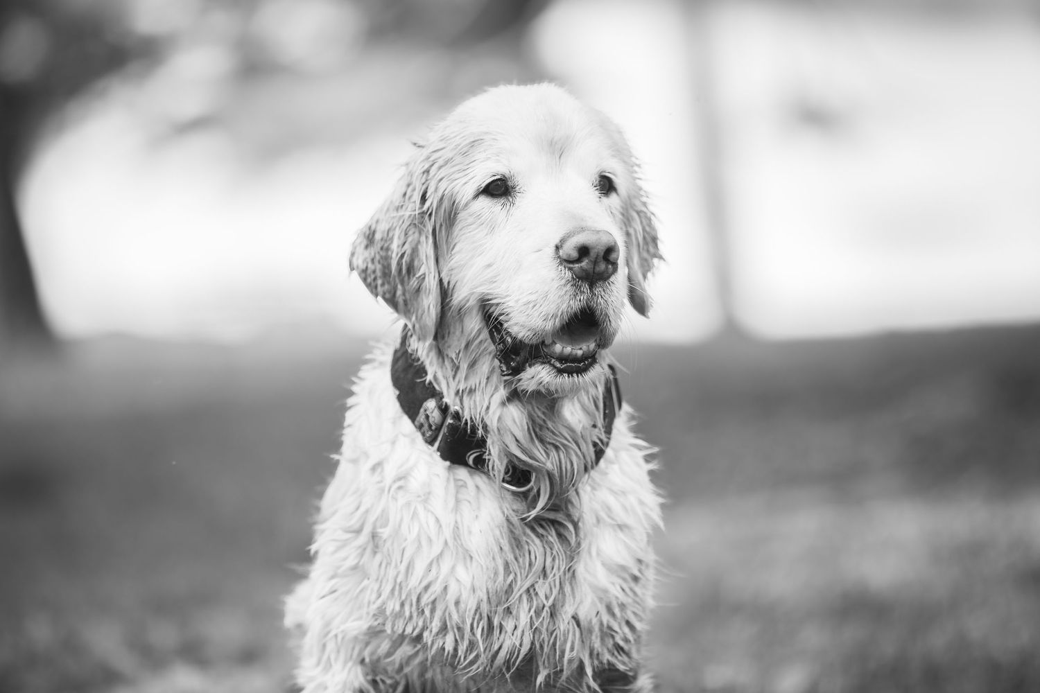 Black and white portrait of a smiling white dog with scruffy fur and expressive features.