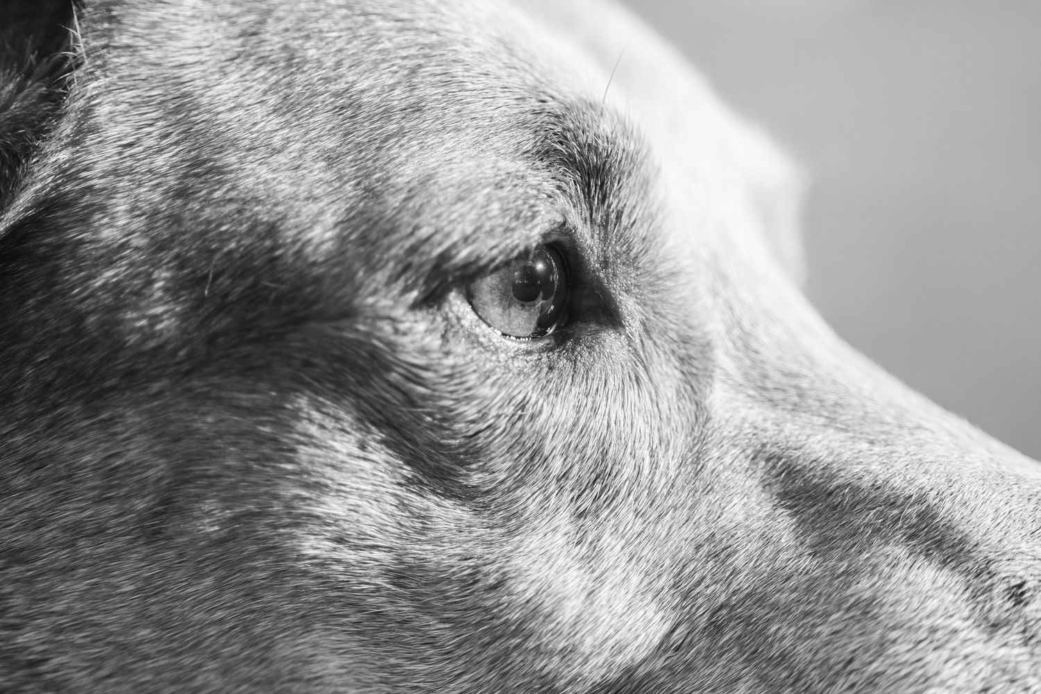 Close-up black and white photo of a dog's eye and face, capturing fine fur details and a soulful expression.