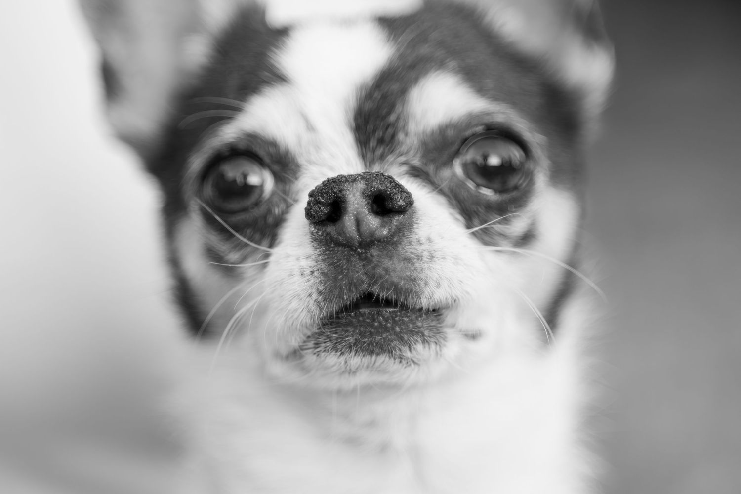 Close-up black and white portrait of an adorable Chihuahua dog with big expressive eyes and a tiny nose.