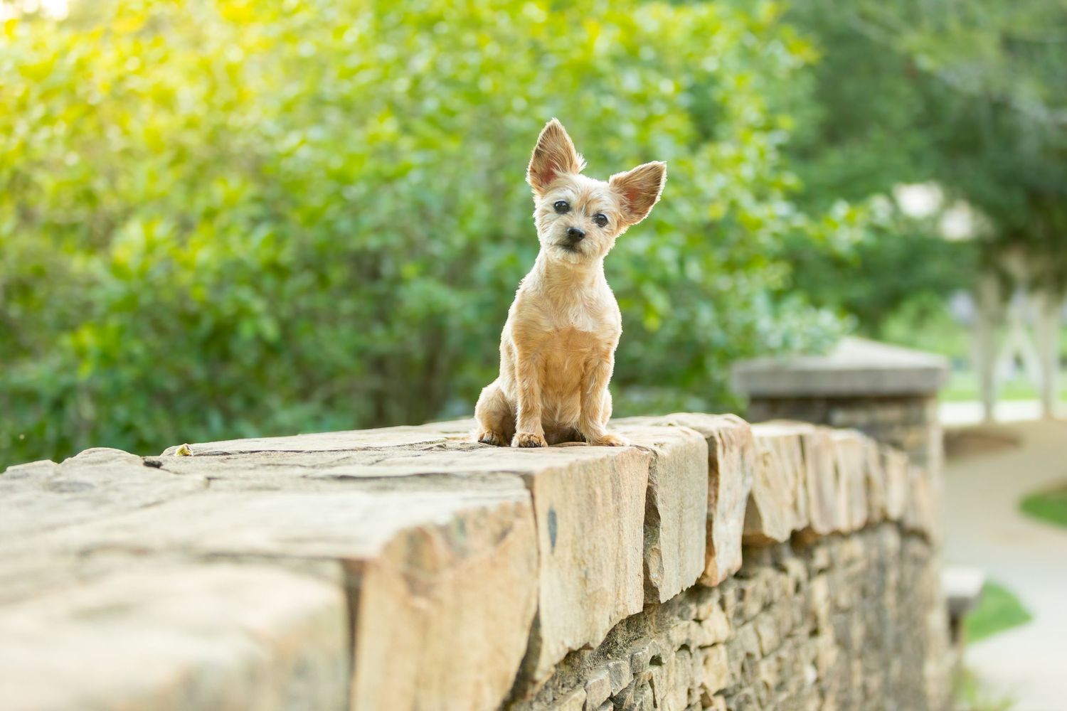 A small tan Chihuahua puppy sits attentively on a stone wall in a garden setting.