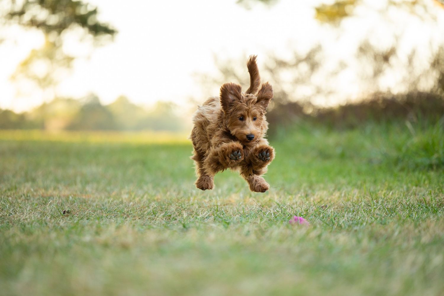 A small brown poodle puppy runs and jumps playfully through a grassy field on a sunny day.