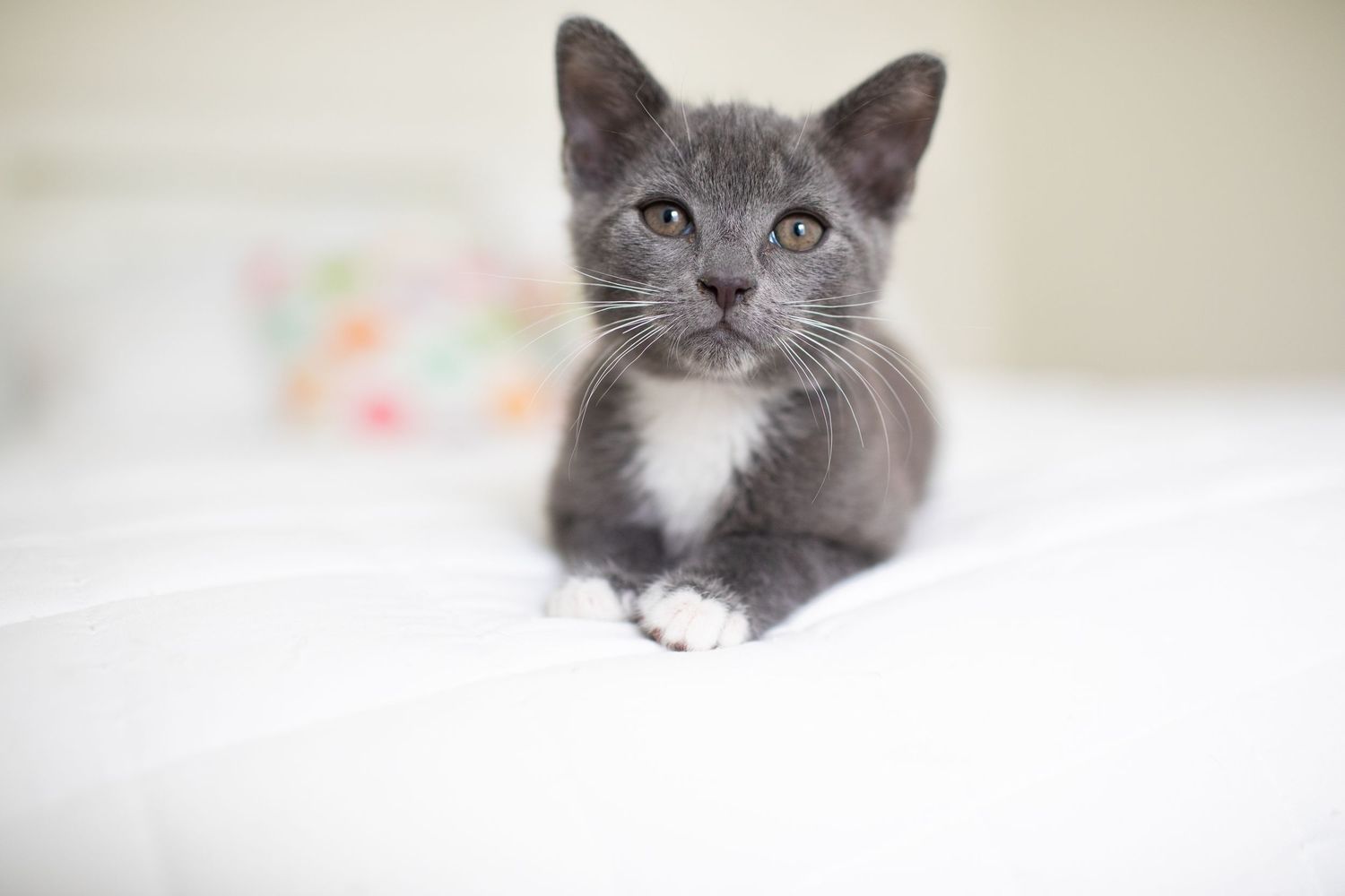 A lineup of close-up shots showing beautiful British Shorthair cats with grey and white fur and yellow-green eyes.