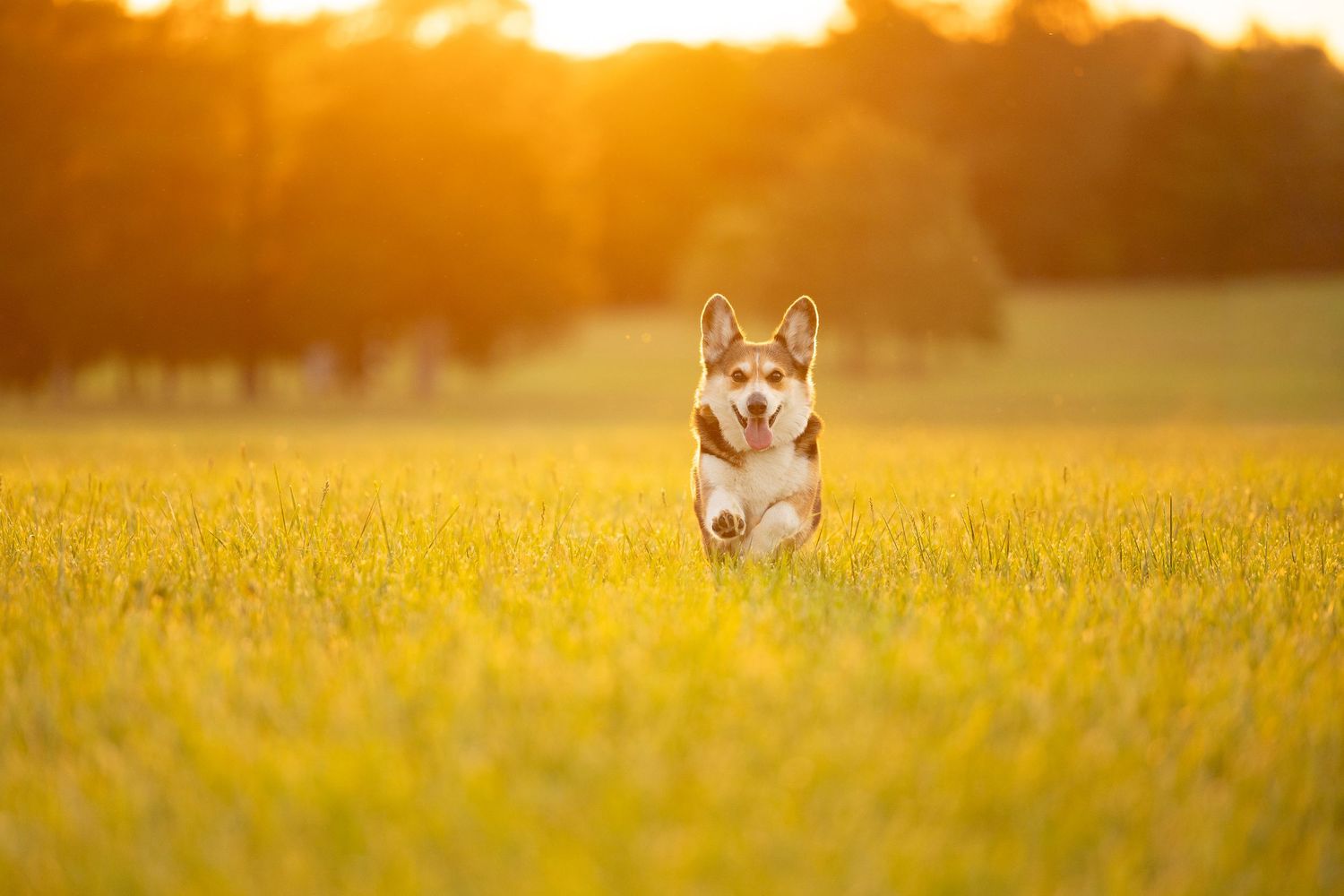 A happy Corgi dog running through a lush green field bathed in warm golden sunset light.