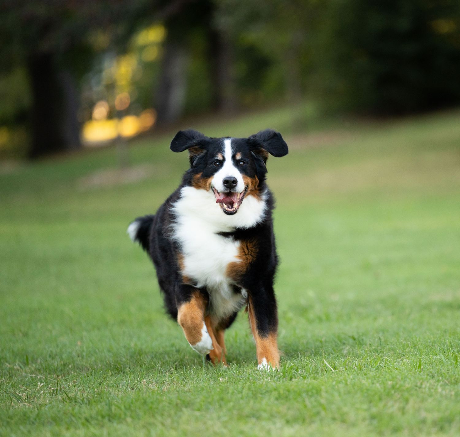 A happy Bernese Mountain Dog runs across a green grassy lawn with its mouth open and ears flapping in a sunny park.