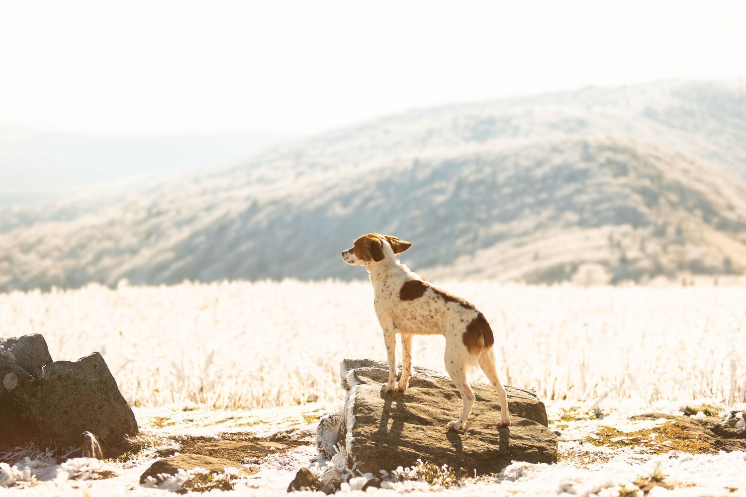 Dog stands majestically on a rock overlooking scenic mountain landscape during golden sunset hour.