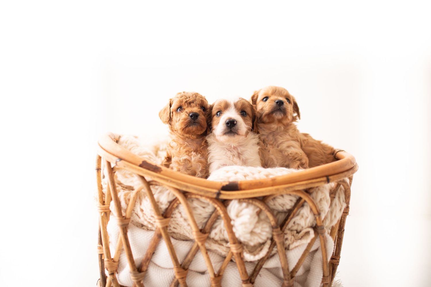 Three adorable Cavapoo puppies sitting together in a woven basket against a white background.