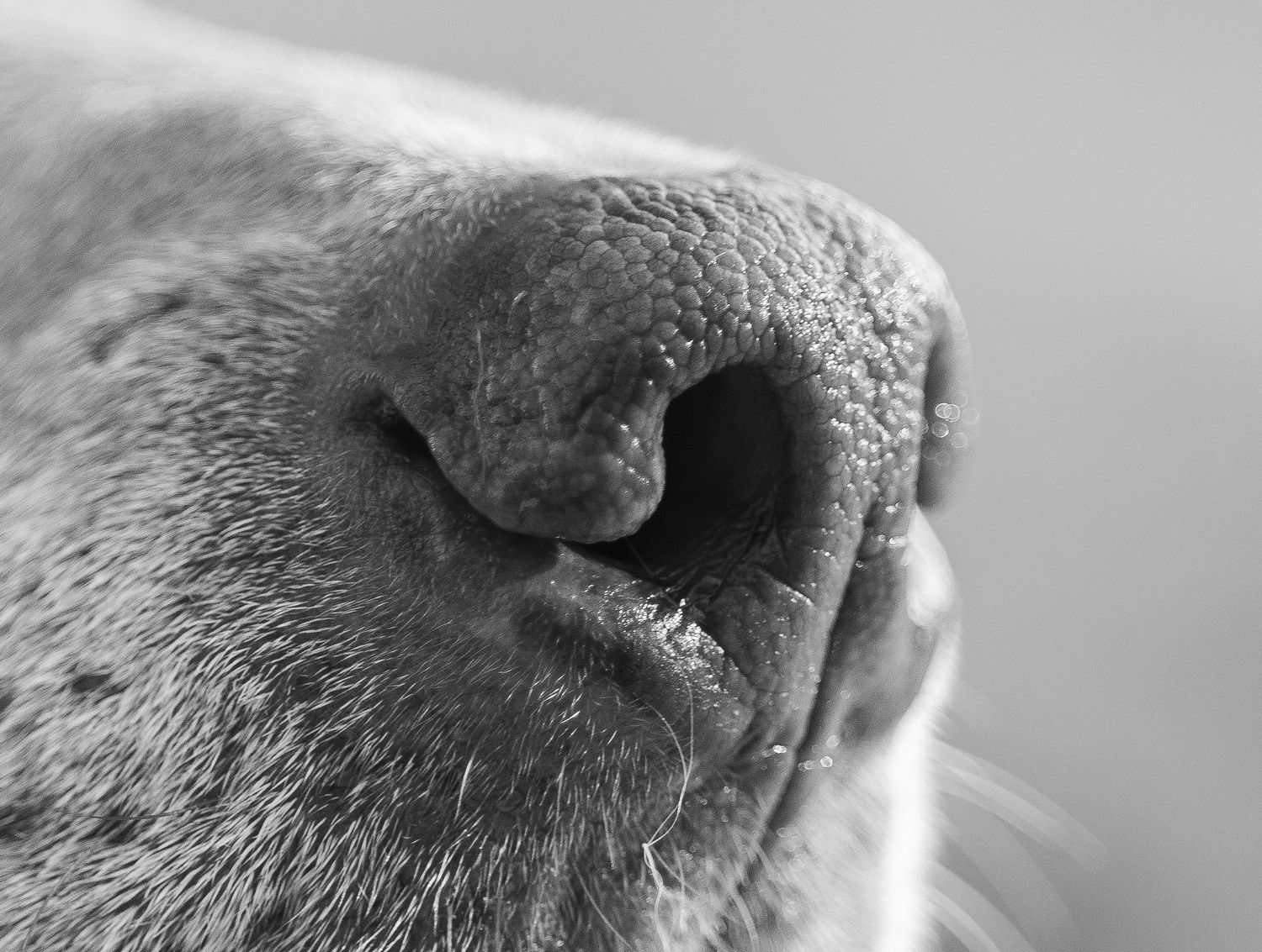 Close-up black and white macro photo of a dog's nose showing detailed texture and nostrils.